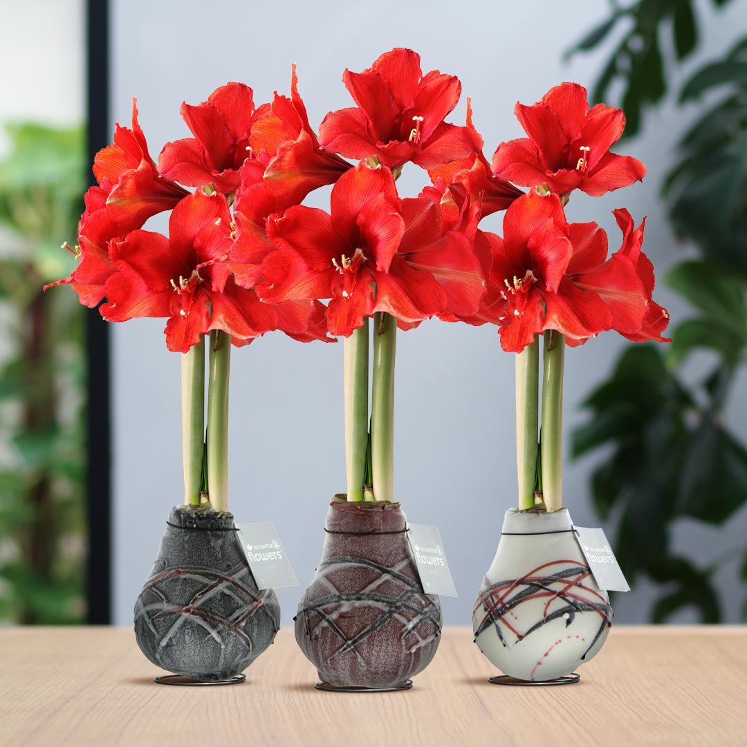 No Water Flowers® (wax amaryllis) | Waxz® Art van Gogh Mix (3 pack) + Red flower