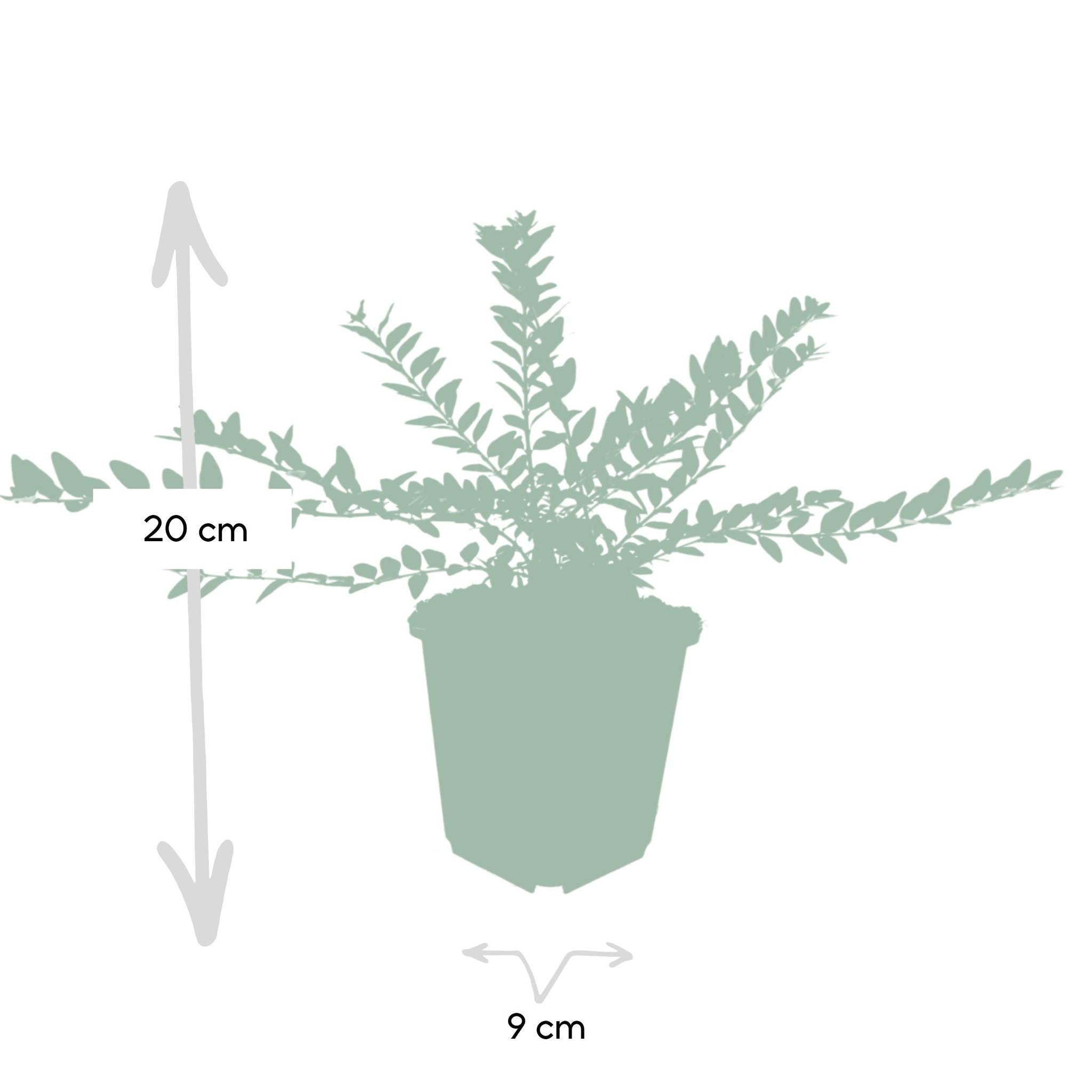 6x Lonicera-nit. 'Meigroen' - ↕10-25cm - Ø9cm