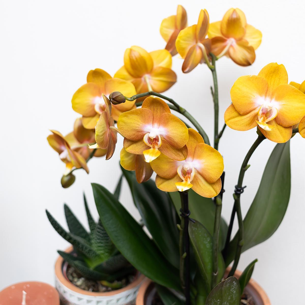 Orchidee Orange Phalaenopsis-Orchidee Las Vegas im goldenen Groove-Ziertopf - Ø12cm