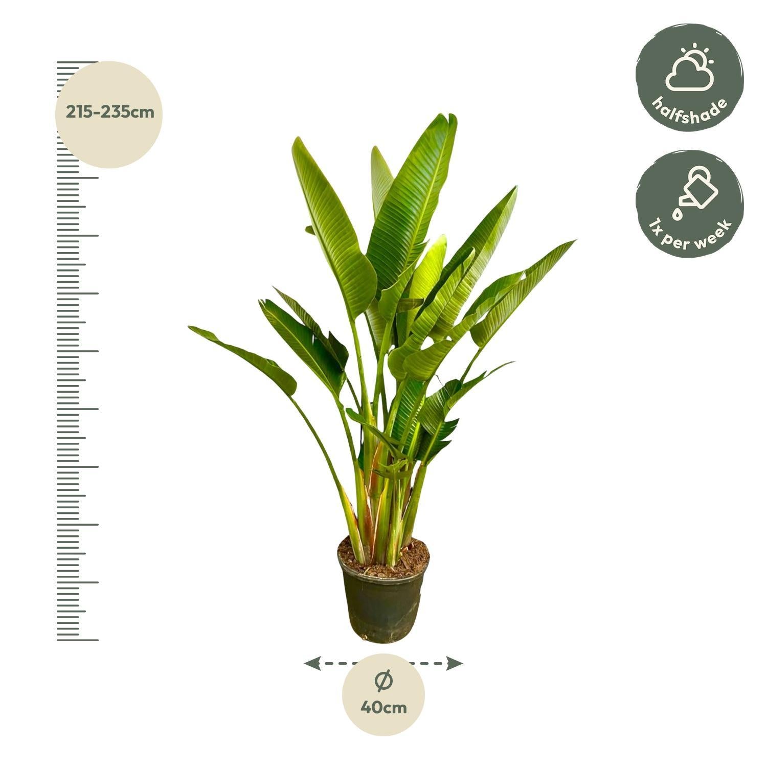 Strelitzia Augusta multi stamm XXL - 225 cm - ø40