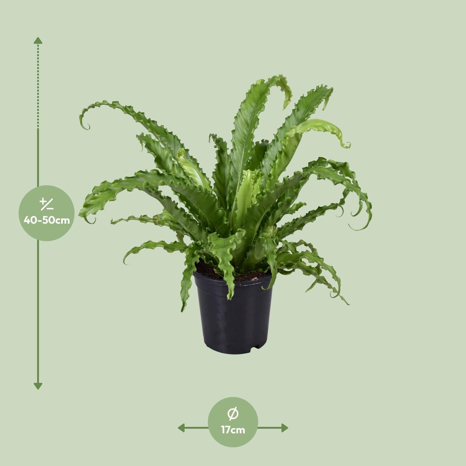 Japanischer Vogelnestfarn - Asplenium Antiquum Osaka - Ø17cm - ↕45cm