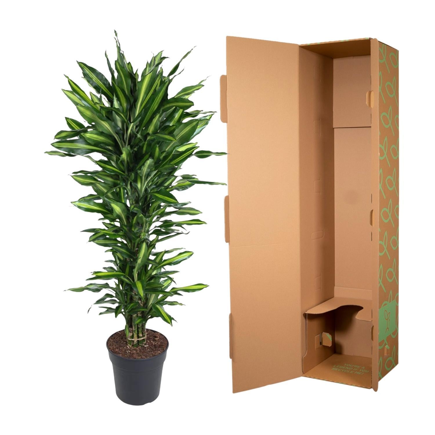 Drachenbaum Cintho - Dracaena Cintho verzweigt - 150 cm - ø31