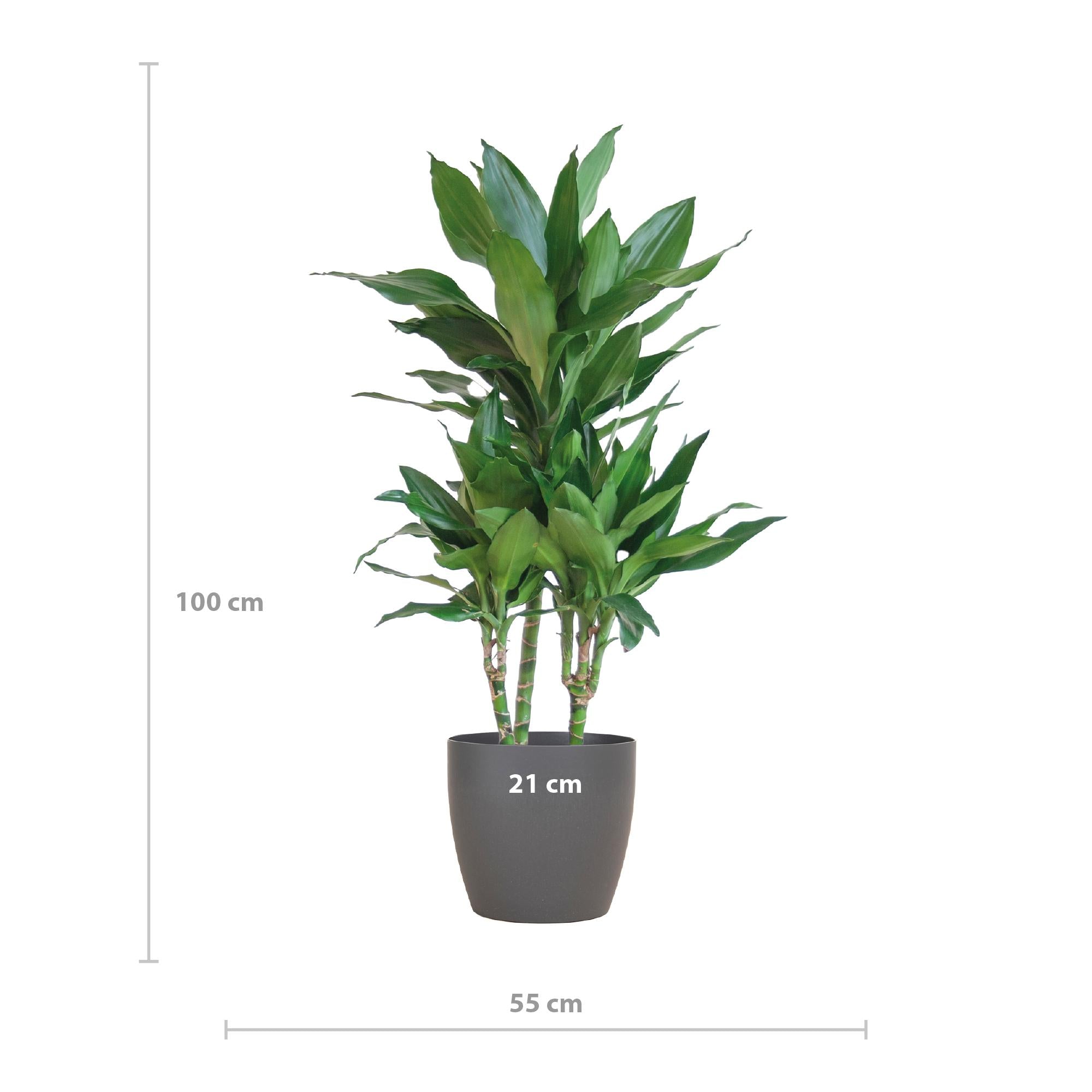 Drachenbaum - Dracaena Janet Lindt mit Viber Topf grau - 95cm - Ø21