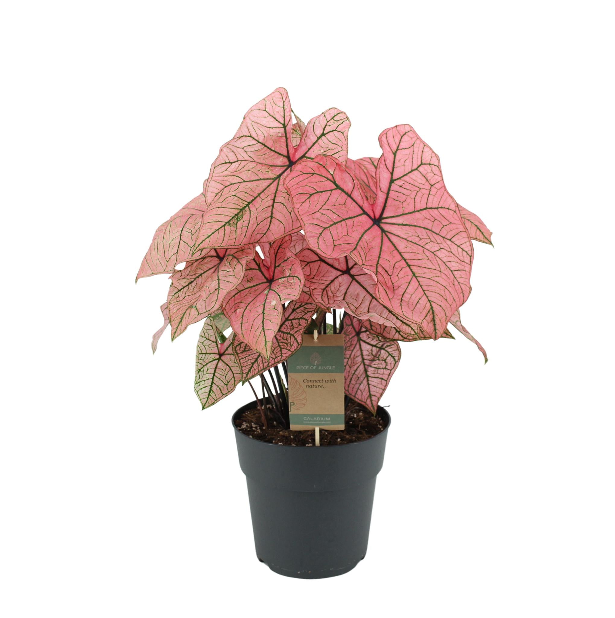 Caladium Lente Fling - 60cm - Ø21cm