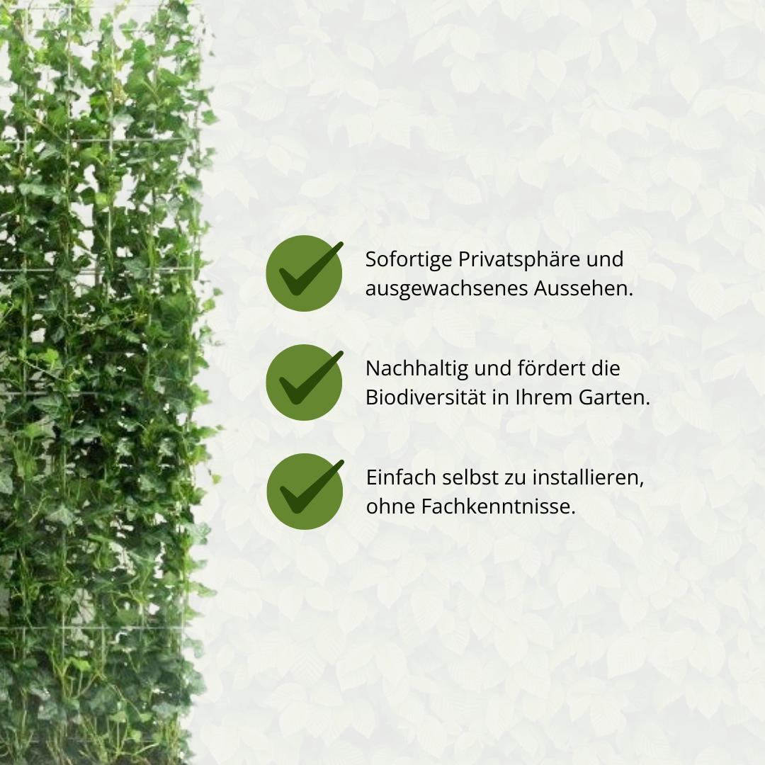 Irischer Efeu oder Atlantischer Efeu -  Hedera Hibernica - Efeu - Fertighecke - ↨120 cm