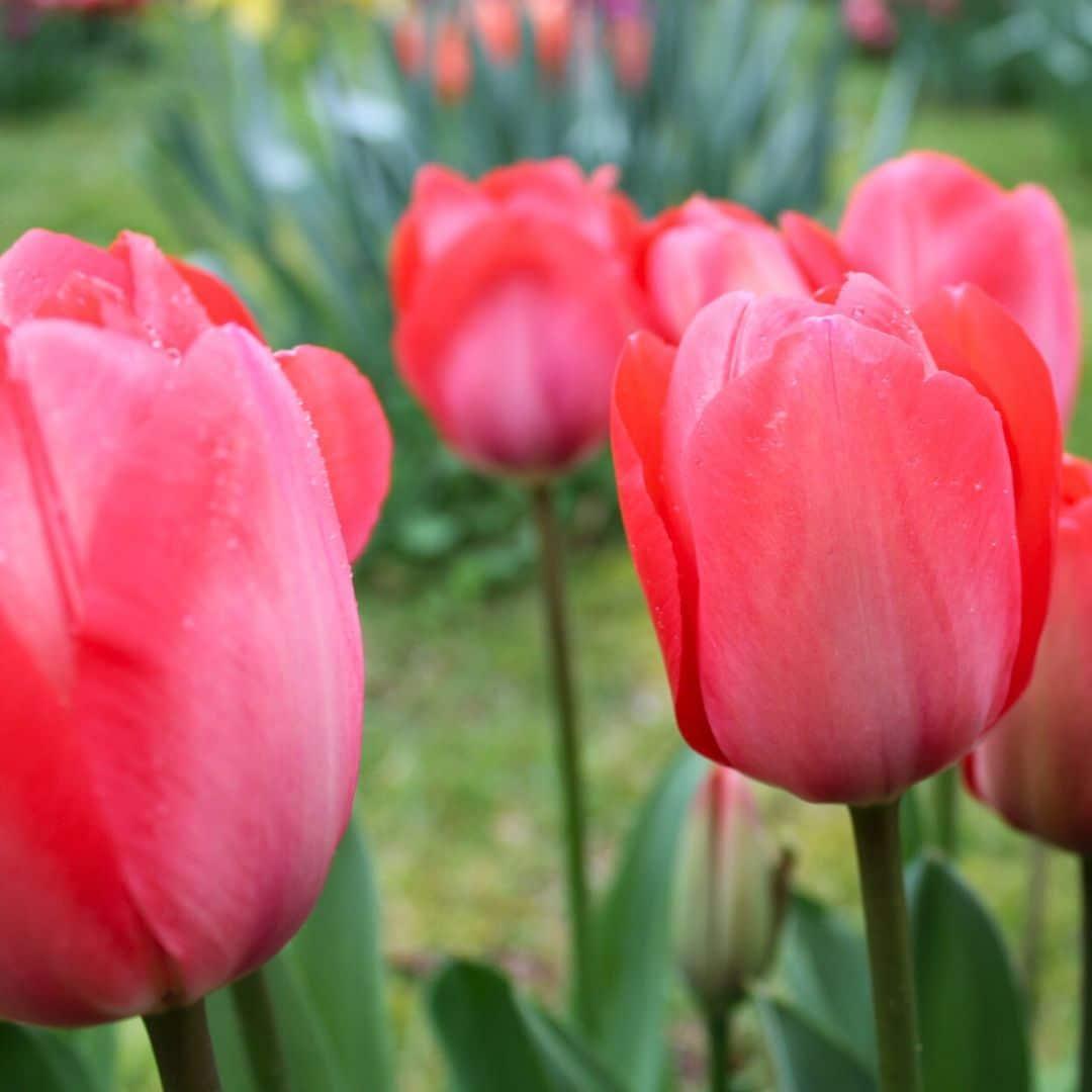 Tulpe Van Eijk - 15 Blumenzwiebeln - Größe 12+