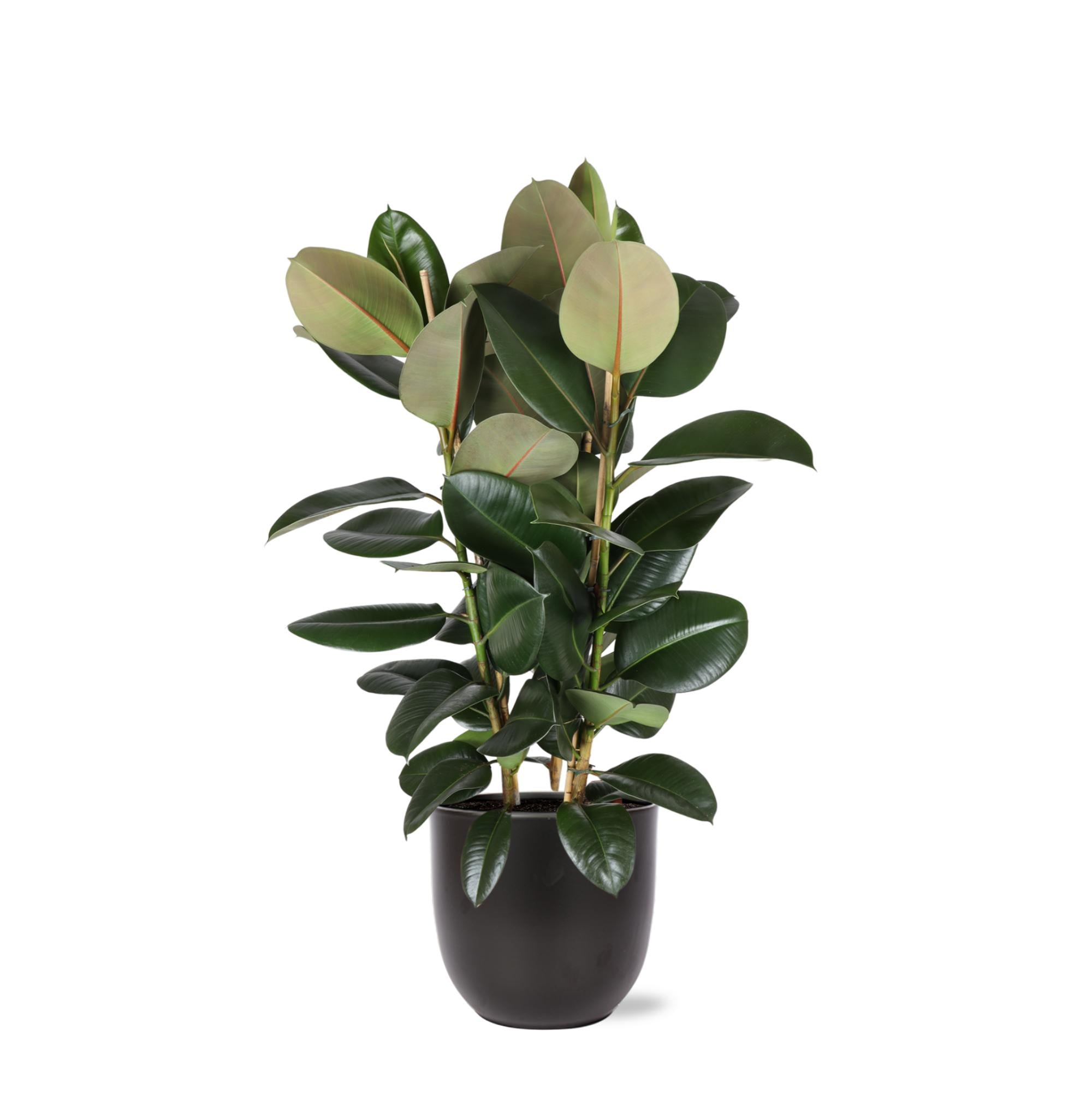 Gummibaum Ficus Elastica Robusta Ø27cm - ↕115cm in Boule ANTRACIET Topf