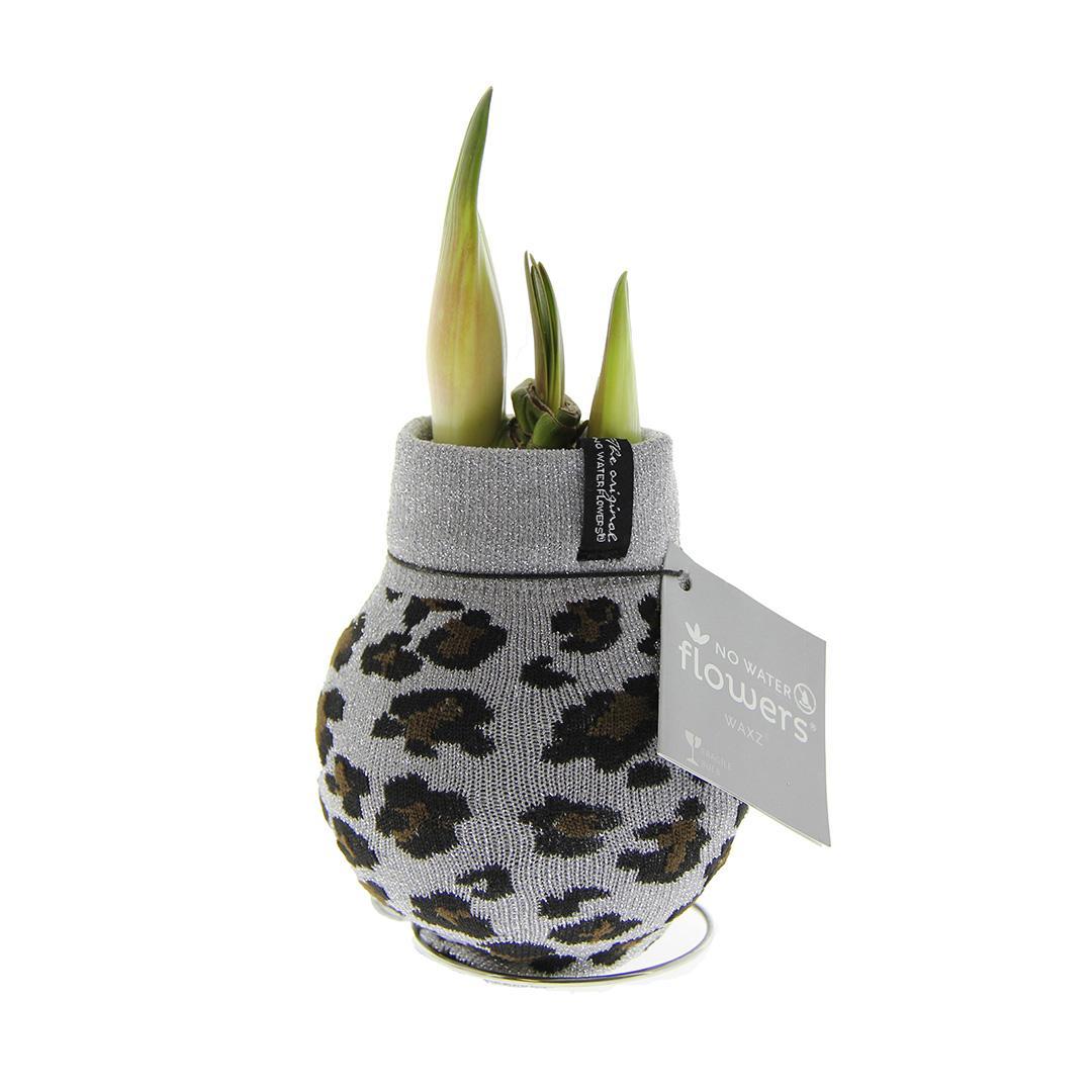 No Water Flowers® (wax amaryllis) | Fashionz Animal - Leopard + Red flower