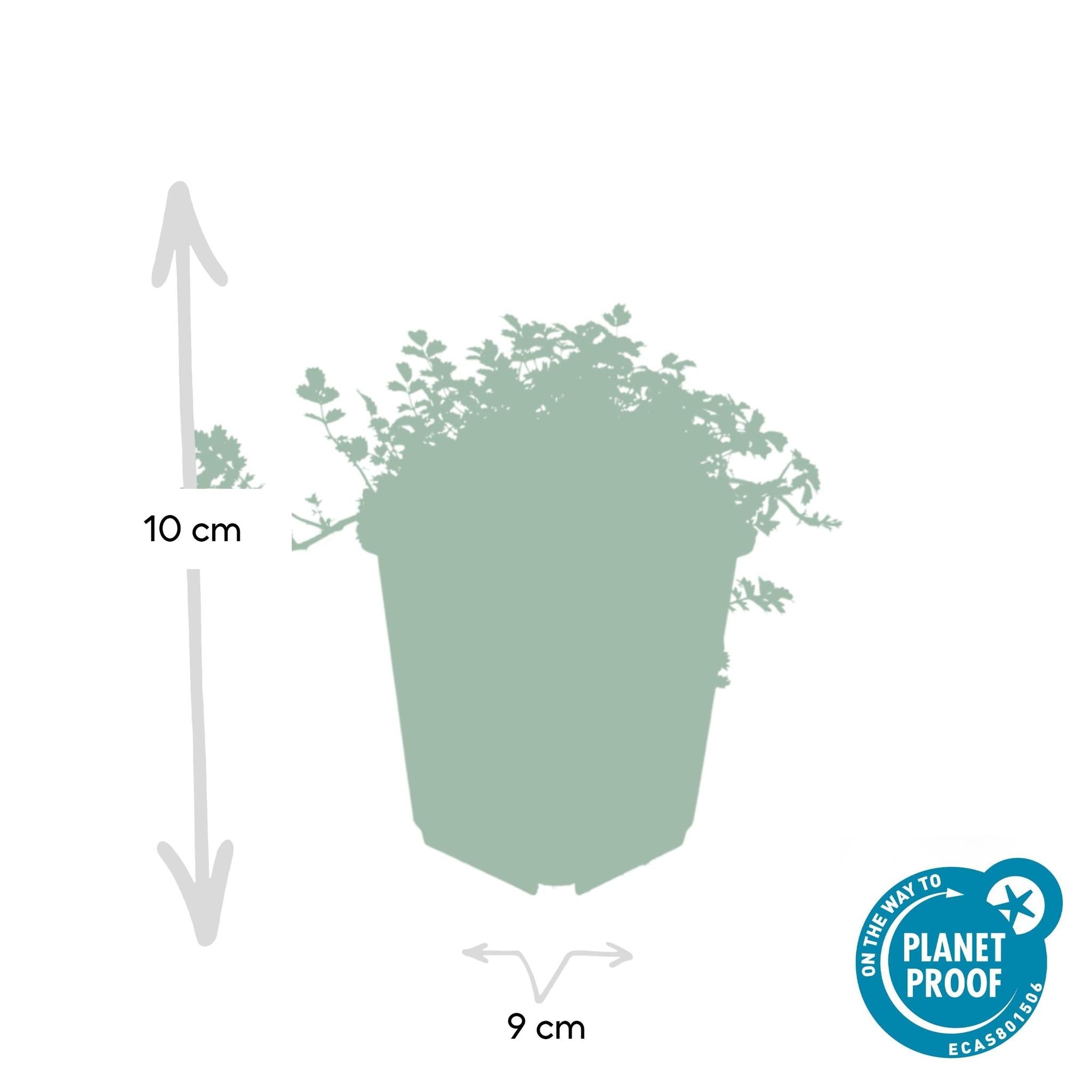 Acaena microphylla 'Kopertapijt' - ↕25cm - Ø9cm - 40x