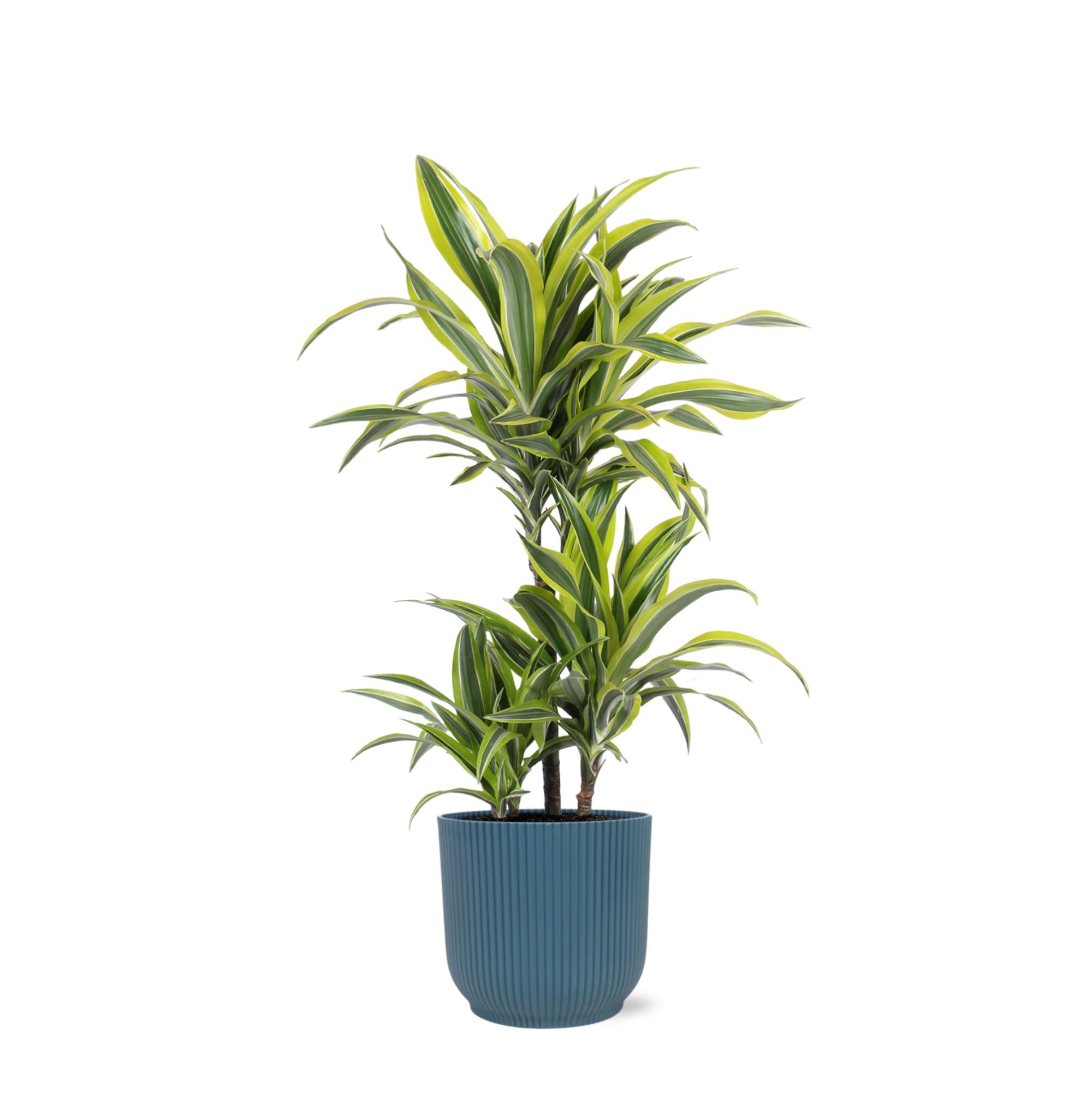 Drachenbaum Lemon Lime - Dracaena Lemon Lime Ø21cm - ↕65cm in Vibes Topf blau