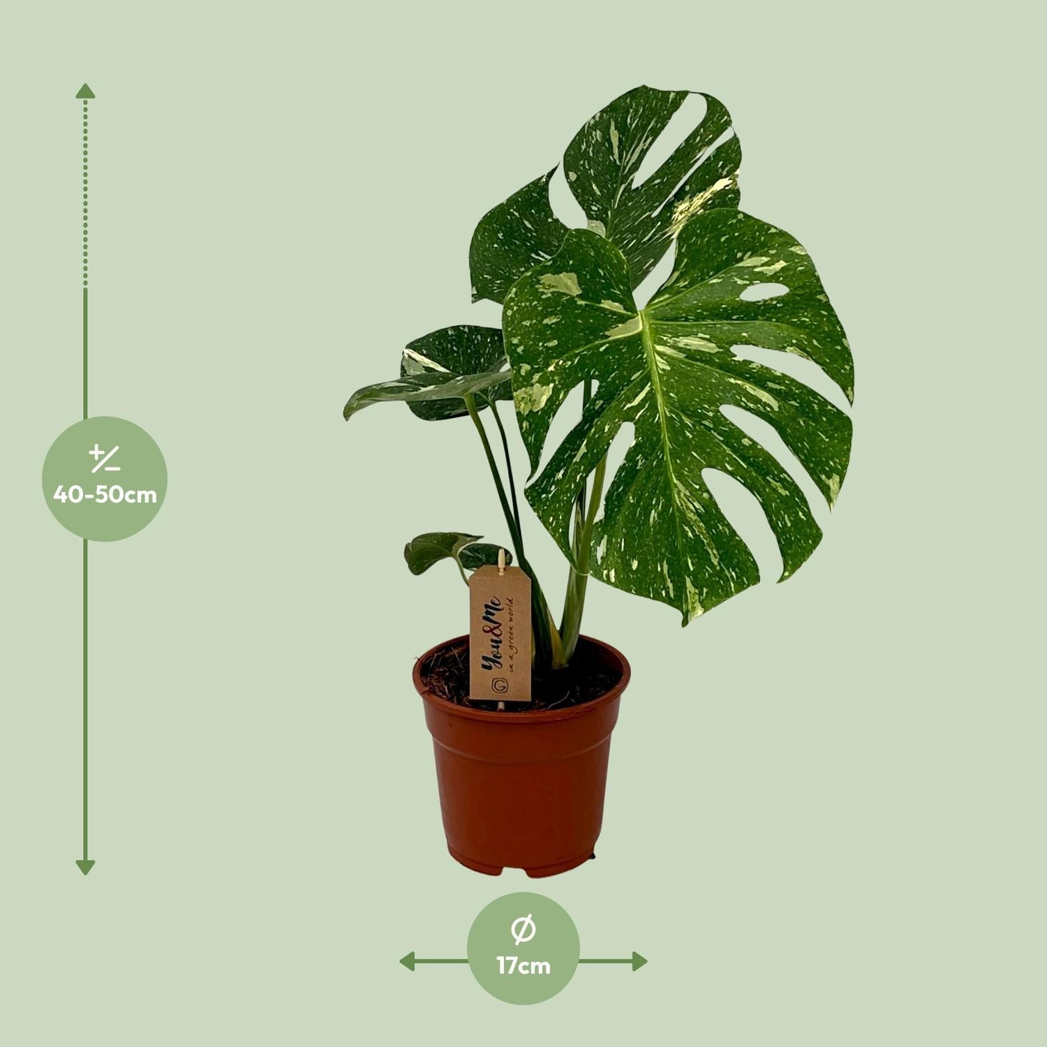 Schweizer Käsepflanze - Monstera Deliciosa - Ø17cm - ↕50cm