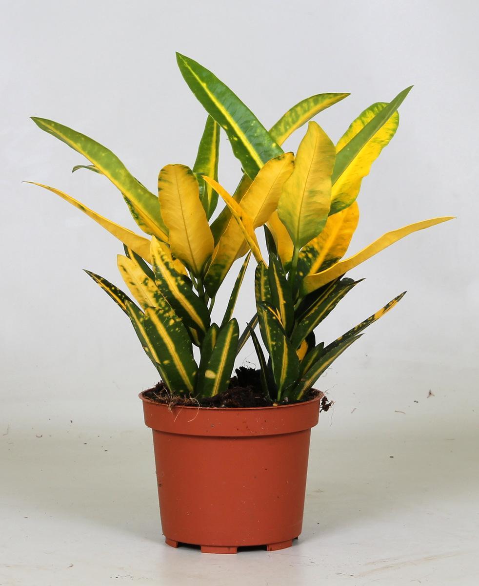 Wunderstrauch Sunny Star - Codiaeum variegatum Sunny Star - Kroton Sunny Star -  Ø12 ↕30