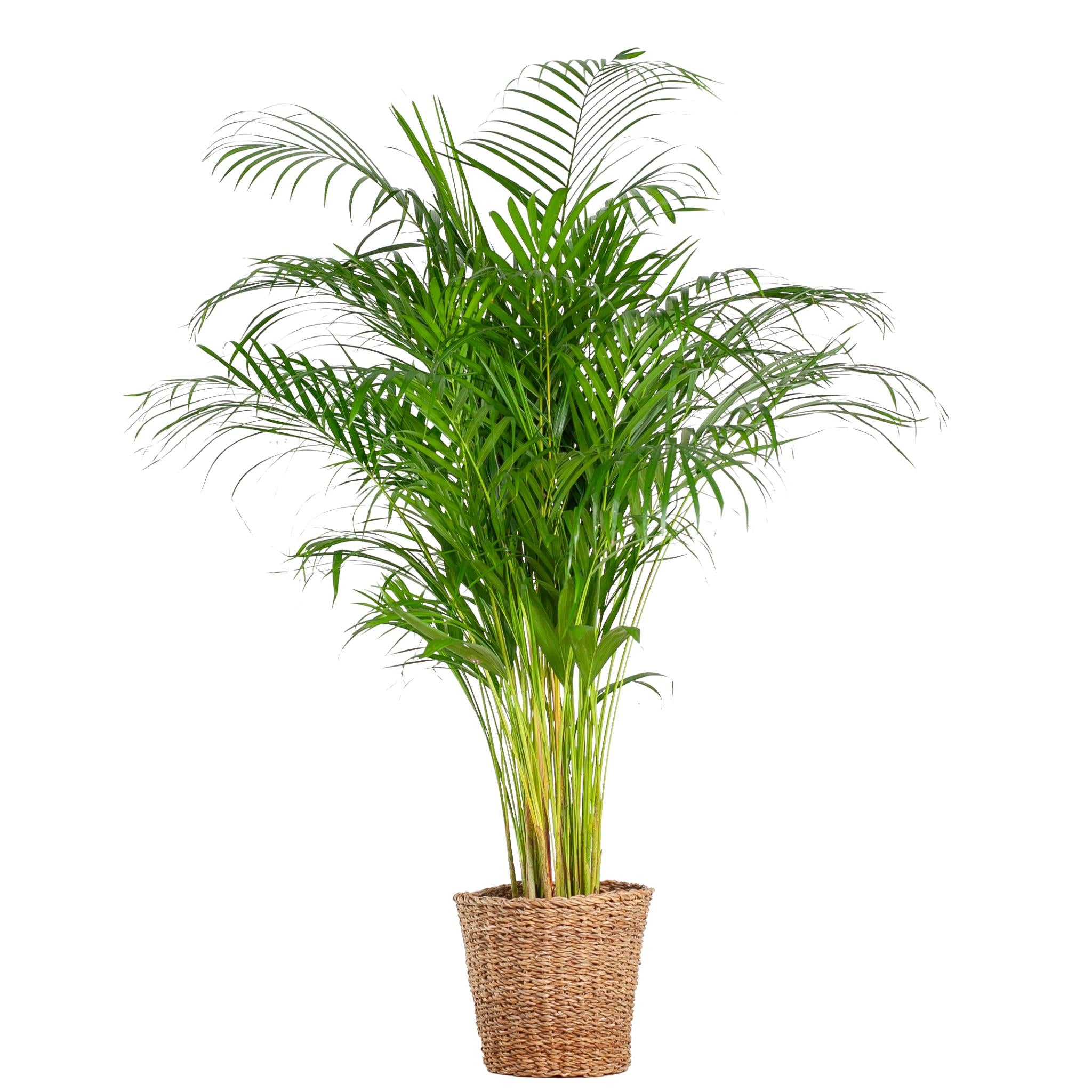 Arecapalme - Dypsis XL mit Korb Torun  - 120cm - Ø24