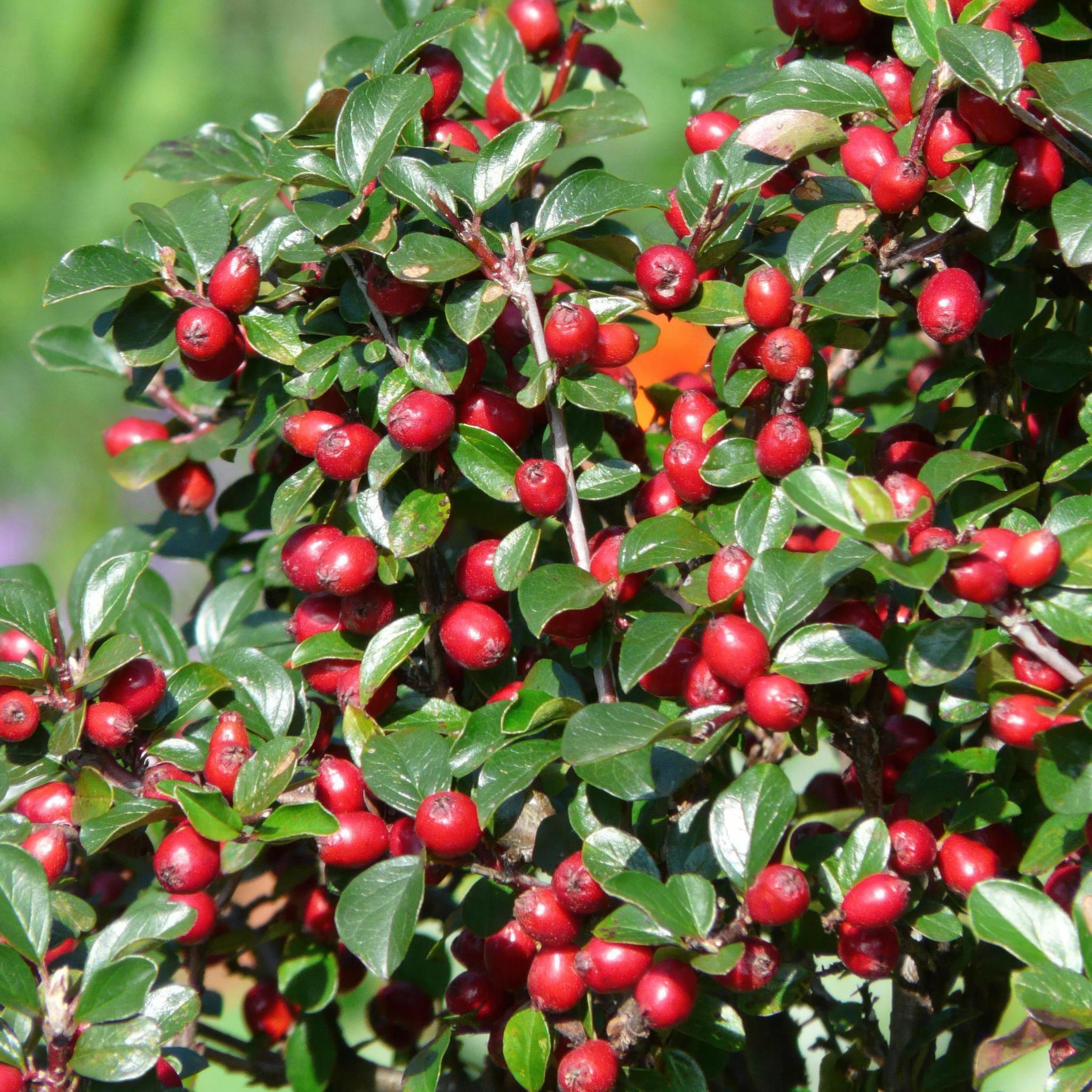 Zwergmispel - Cotoneaster dam. 'Major' - ↕25cm - Ø9cm  - 12 Stück