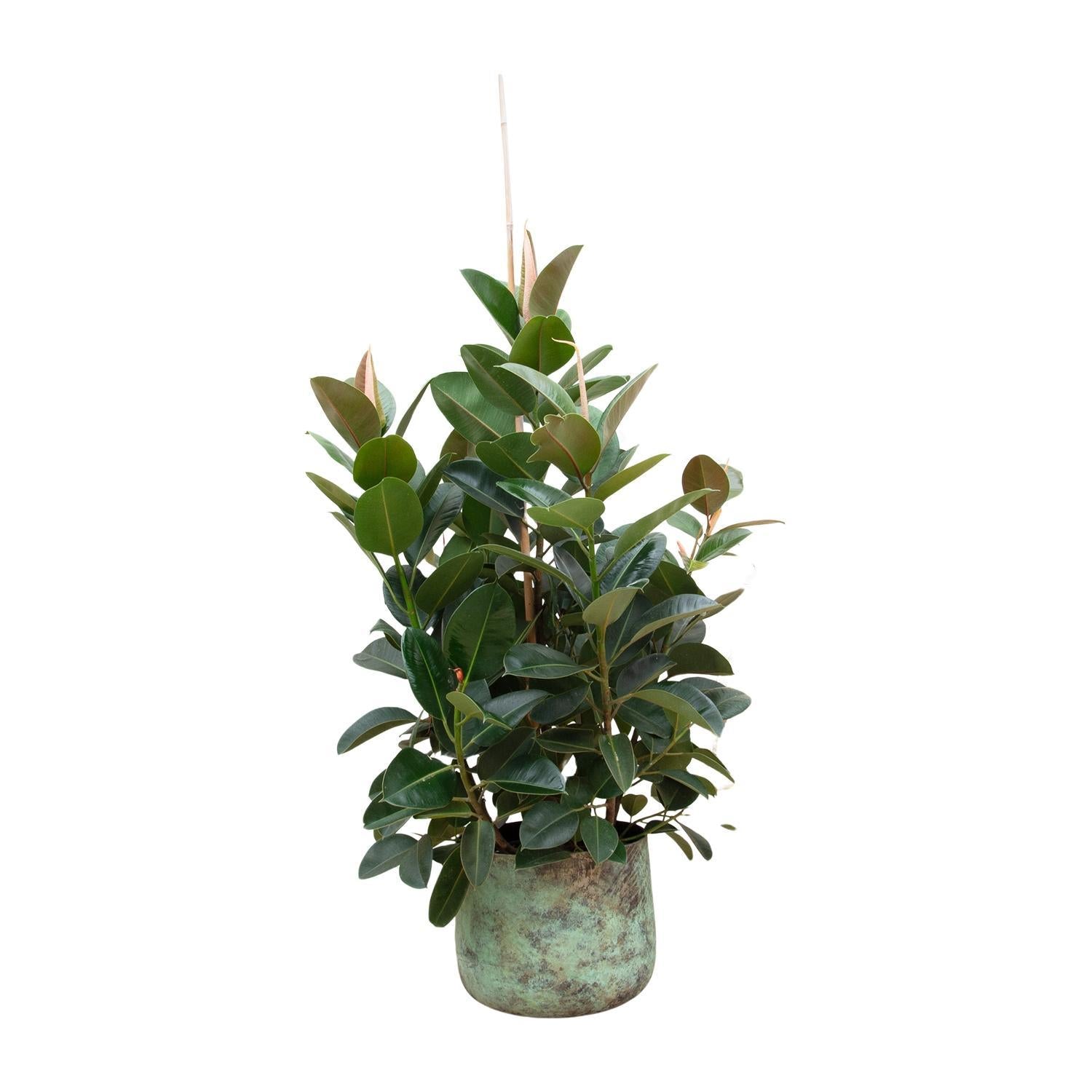 Gummibaum Ficus Robusta - 150 cm - ø38