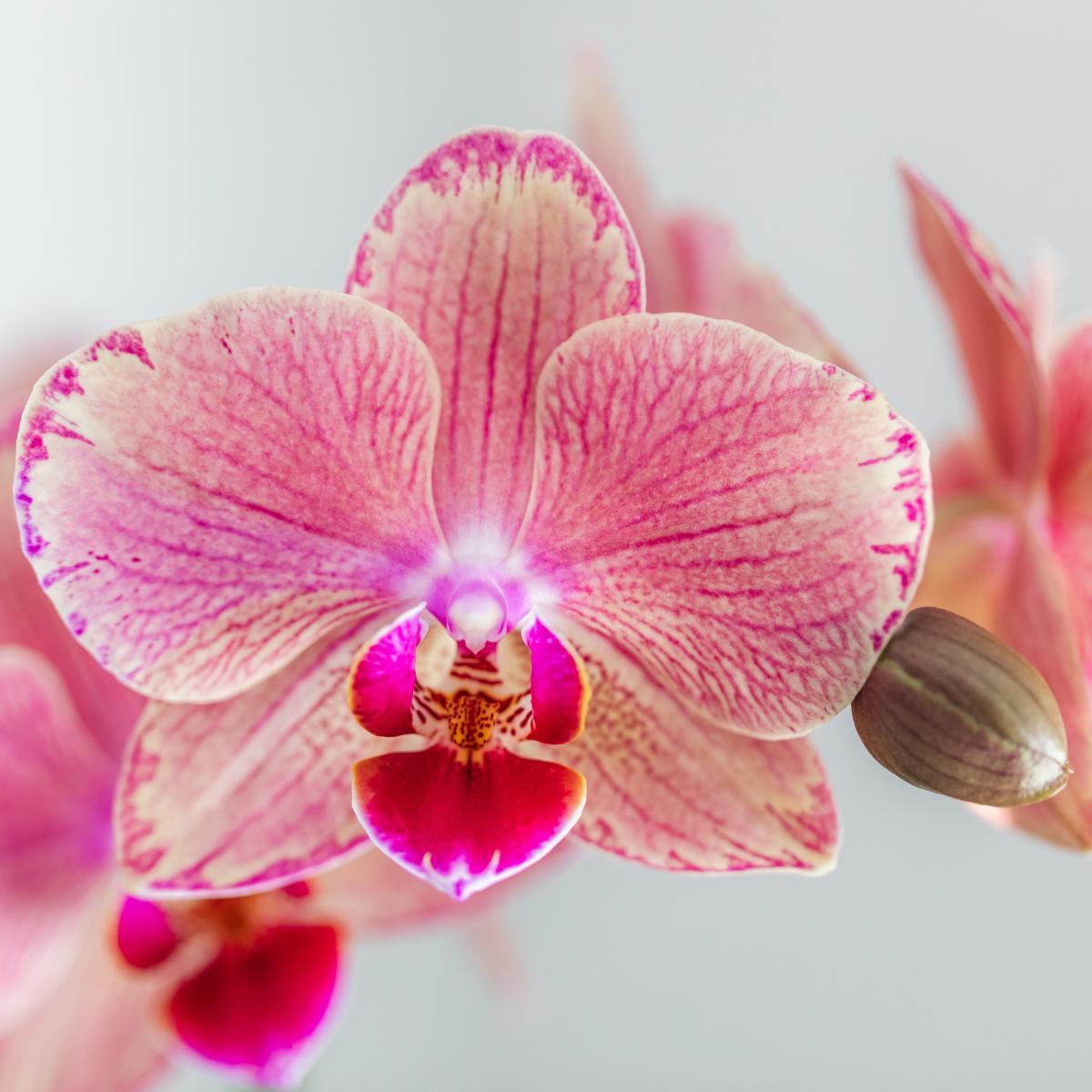 Orchidee 4 Phalaenopsis-Orchideen - Pirate Picotee - Topfgröße Ø12cm | Blühende Zimmerpflanze - Frisch vom Züchter