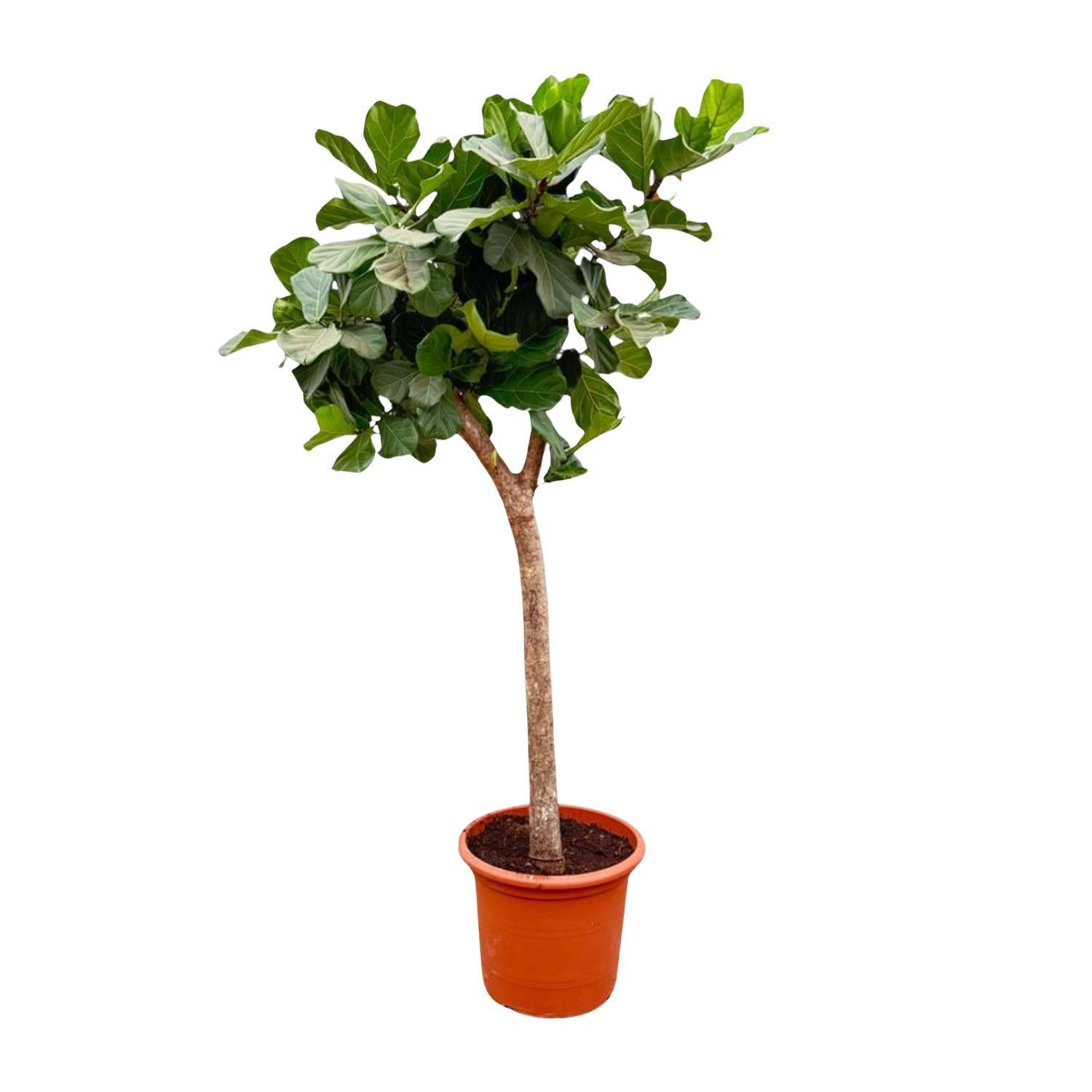 Geigenfeige - Ficus Lyrata Baum XXXL - 230cm - ø42