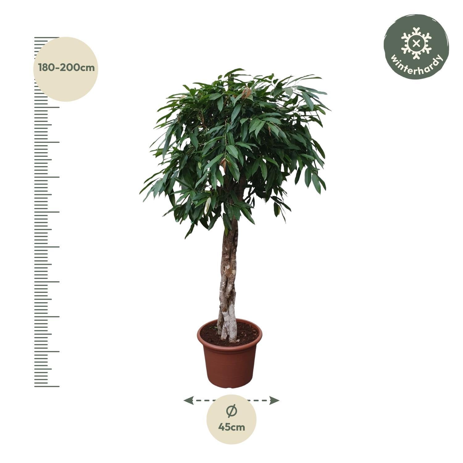 Gummibaum - Ficus Amstel King geflochtener Stamm - 190 cm - ø45