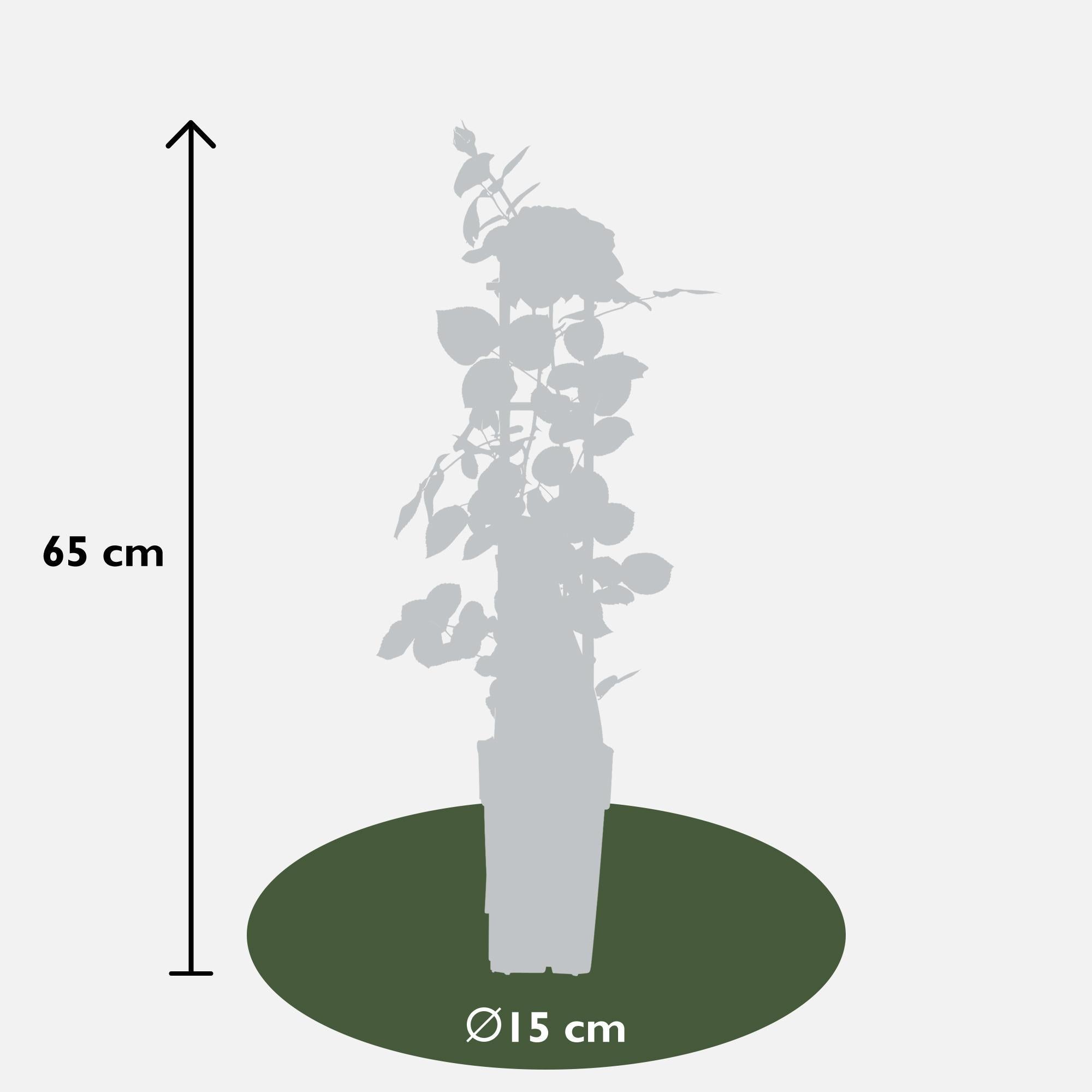 Rose Crazy in love 'Pink' - Ø15cm - ↕65cm   Rosa Rose   Kletterrose