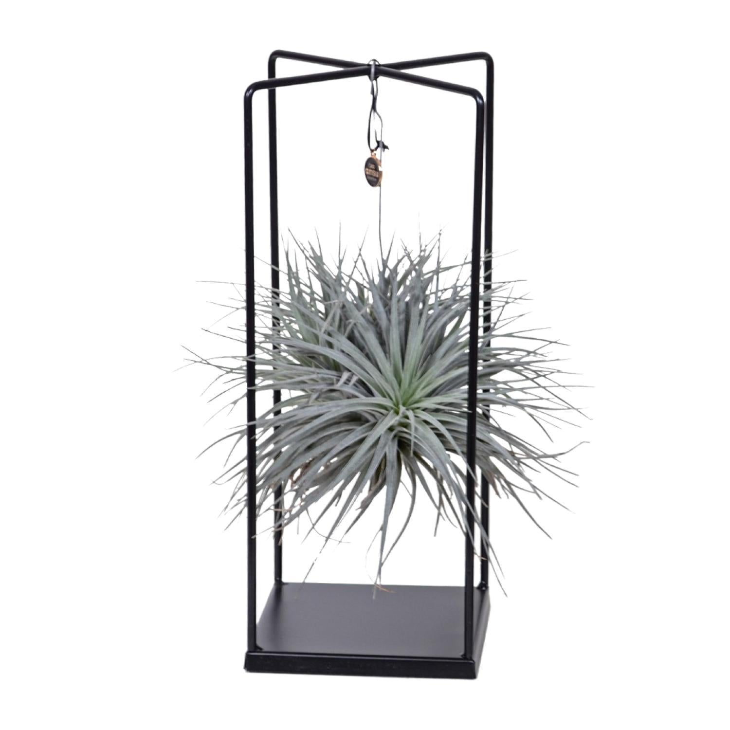 Tillandsia Luftpflanze  Ø20cm - ↕20cm