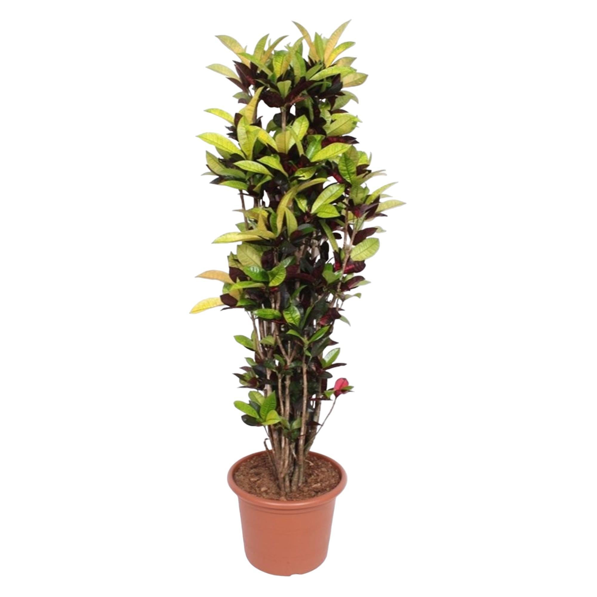 Codiaeum Iceton (Croton Iceton) - 190cm - ø45