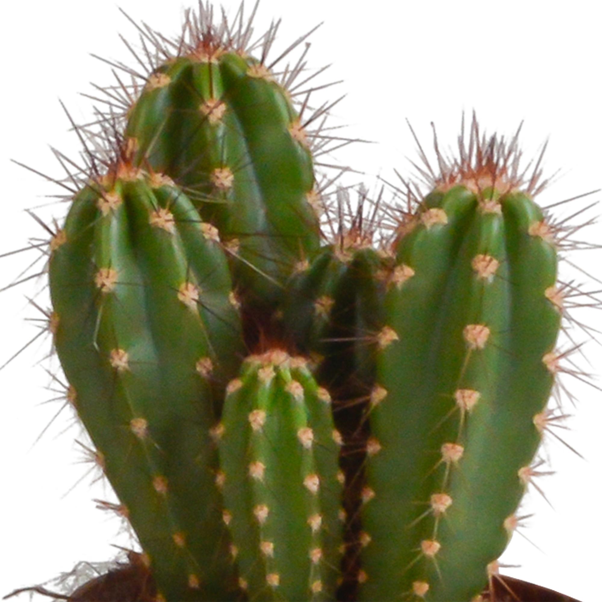 Säulenkaktus - Cereus-Mischung 10,5 cm - 3 Stück im terracotta Topf