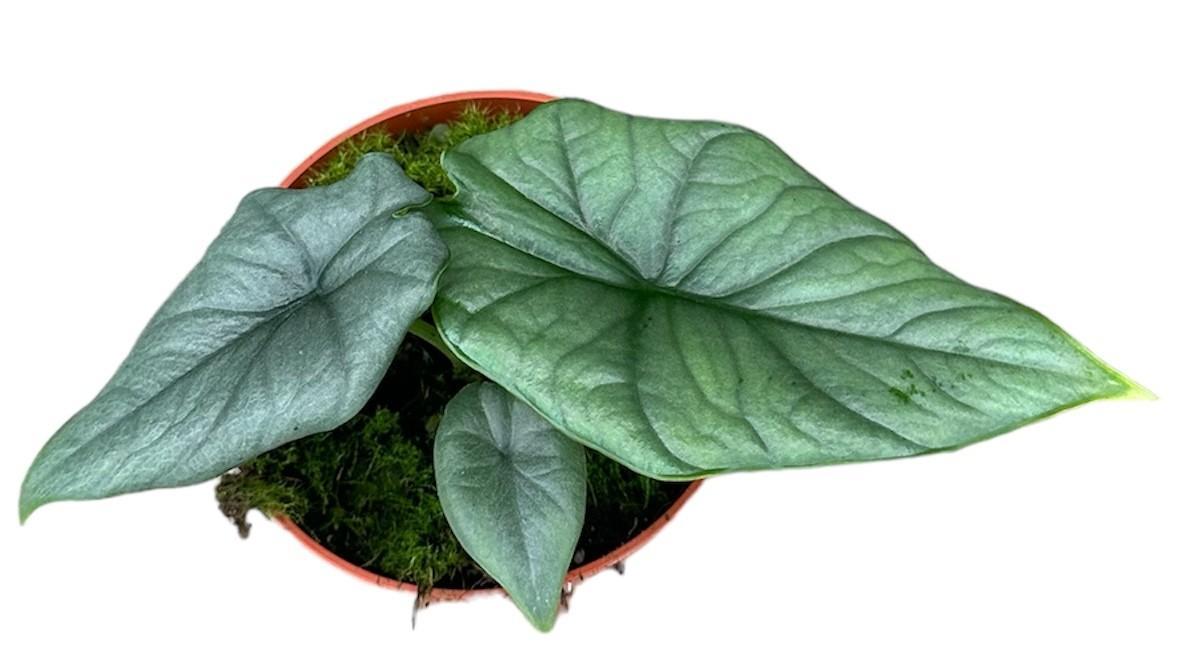 Elefantenohr - Alocasia Bisma Silver - Ø10,5cm - ↕15cm