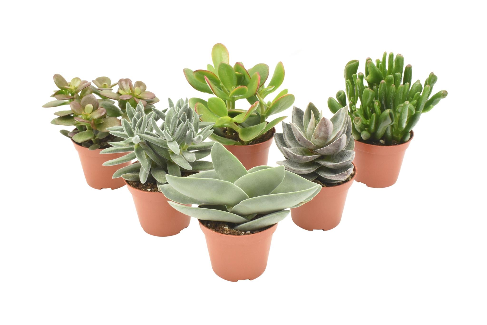 Crassula Mix - 6 stuks - Ø8,5cm - ↕14cm