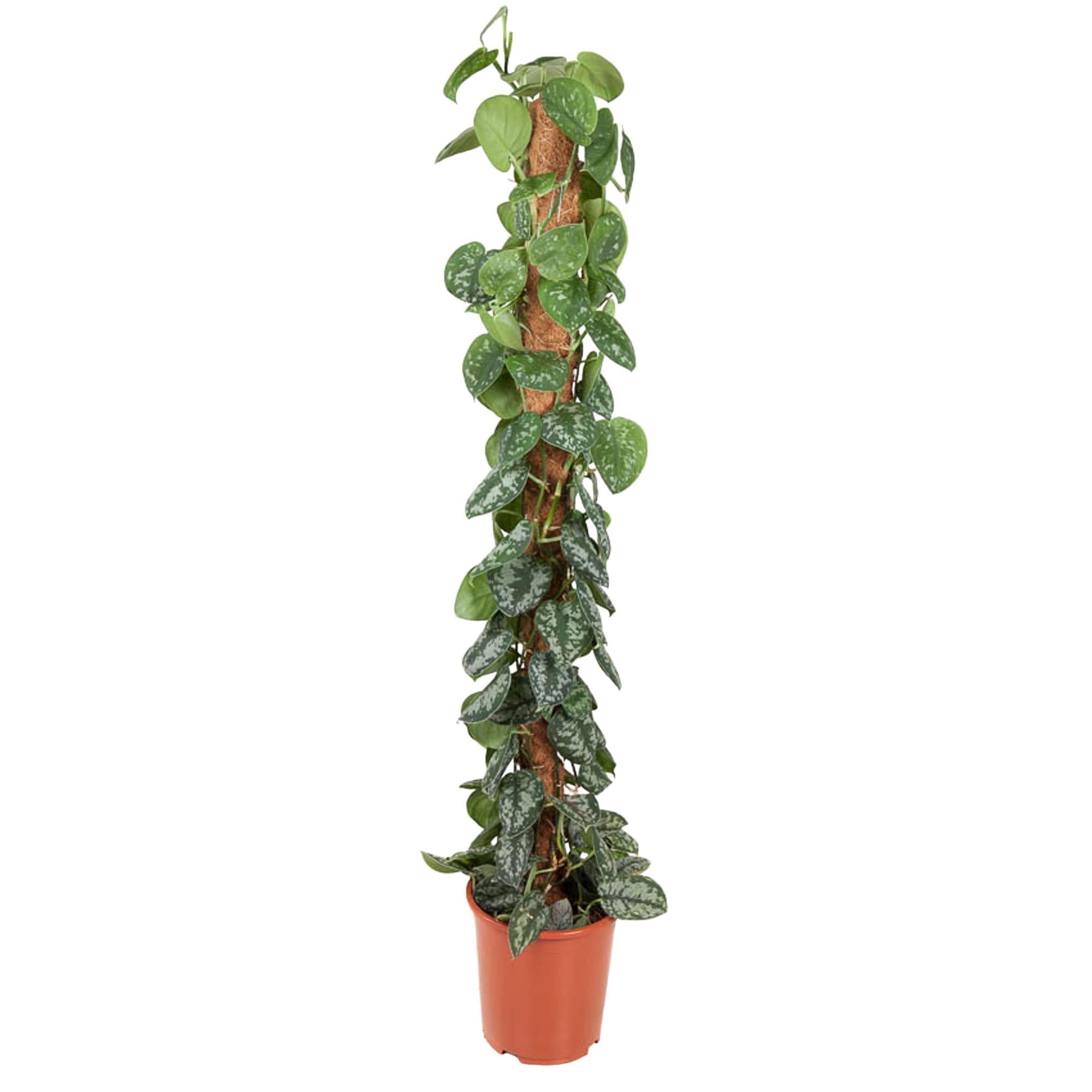 Efeutute - Epipremnum Aureum Pictus - mit Moosstab - 150 cm - ø27