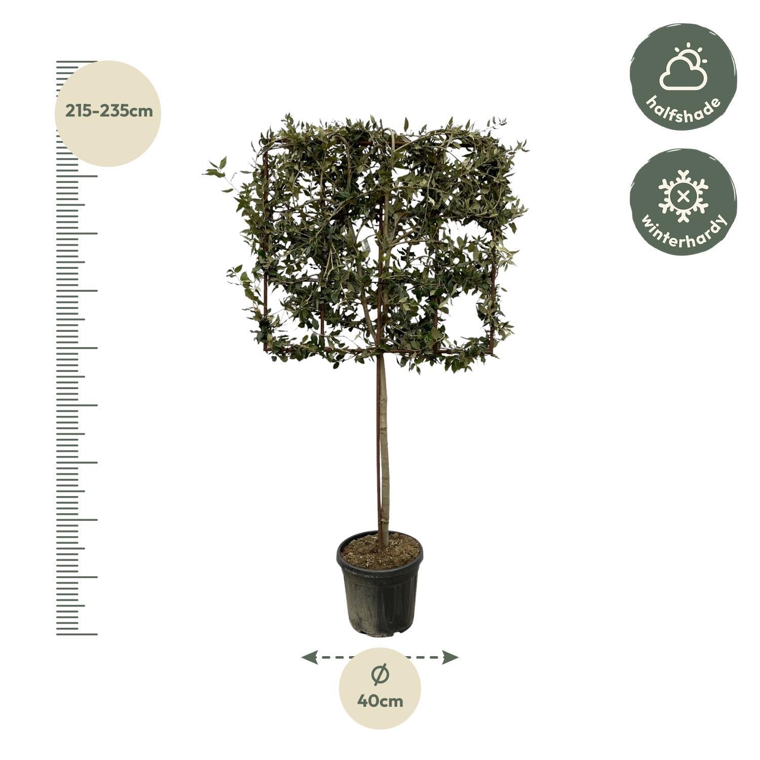 Quercus ilex-Baum auf Gestell – 225 cm – Ø40 cm