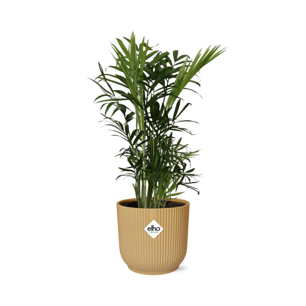 Mexikanische Bergpalme - Chamaedorea Elegans in ELHO Vibes Fold 14cm Topf gelb