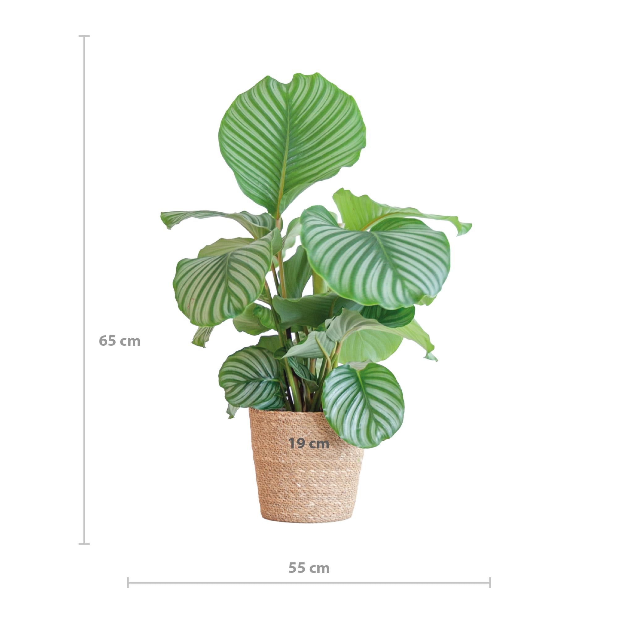 Gebetspflanze - Calathea Orbifolia mit Korb Sofia Natur  - 65cm - Ø21