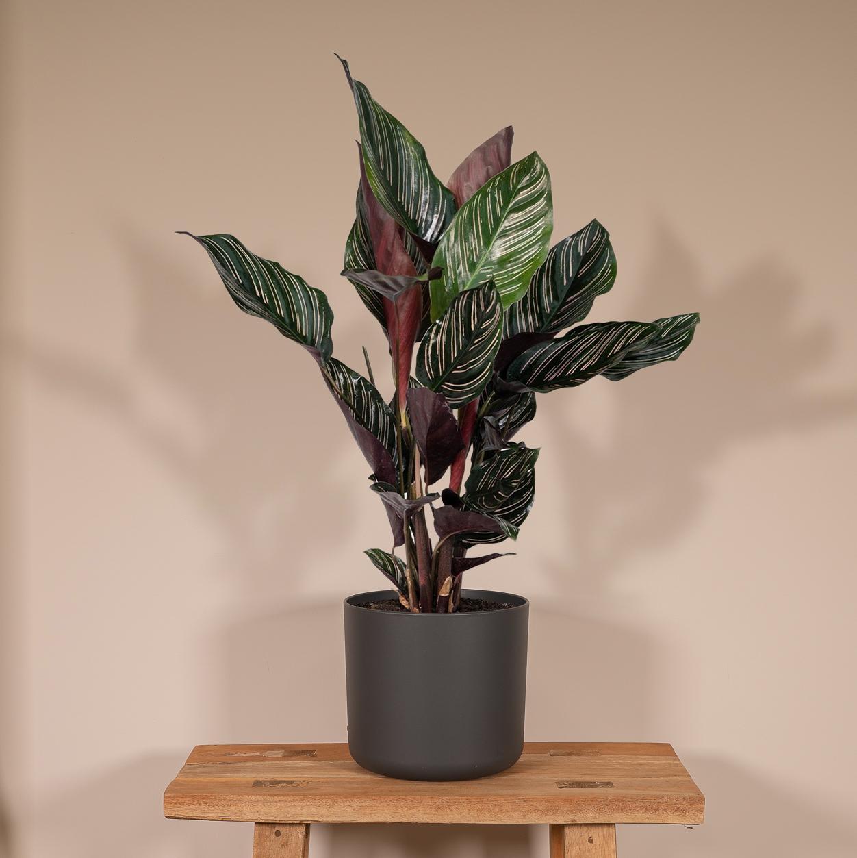 Gebetspflanze - Calathea Ornata - Ø14 - ↨50cm