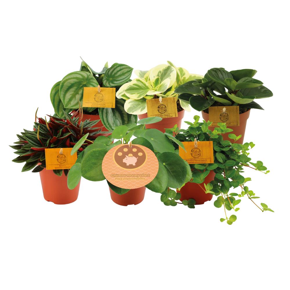 Peperomia Friends - 6 stuks - Ø12cm - ↕20cm