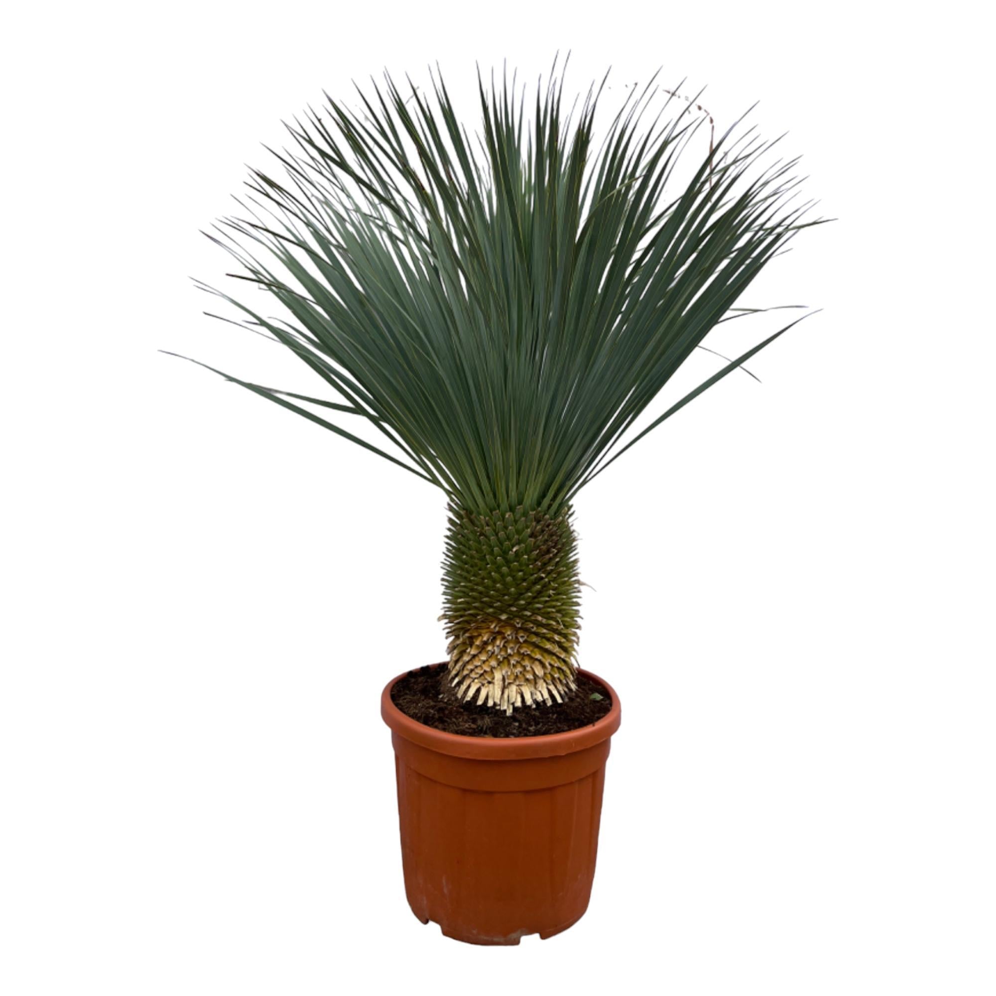 Yucca Rostrata - 160cm - Ø50cm