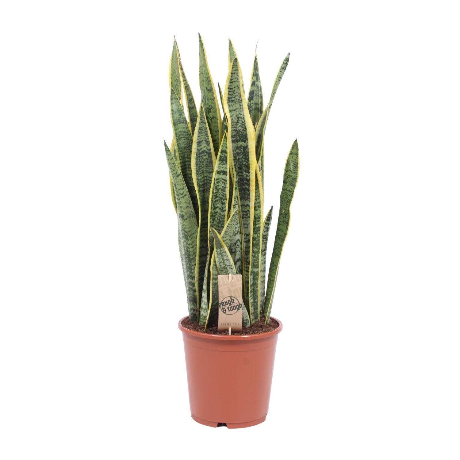 Sansevieria Laurentii - Ø21cm - ↕80cm