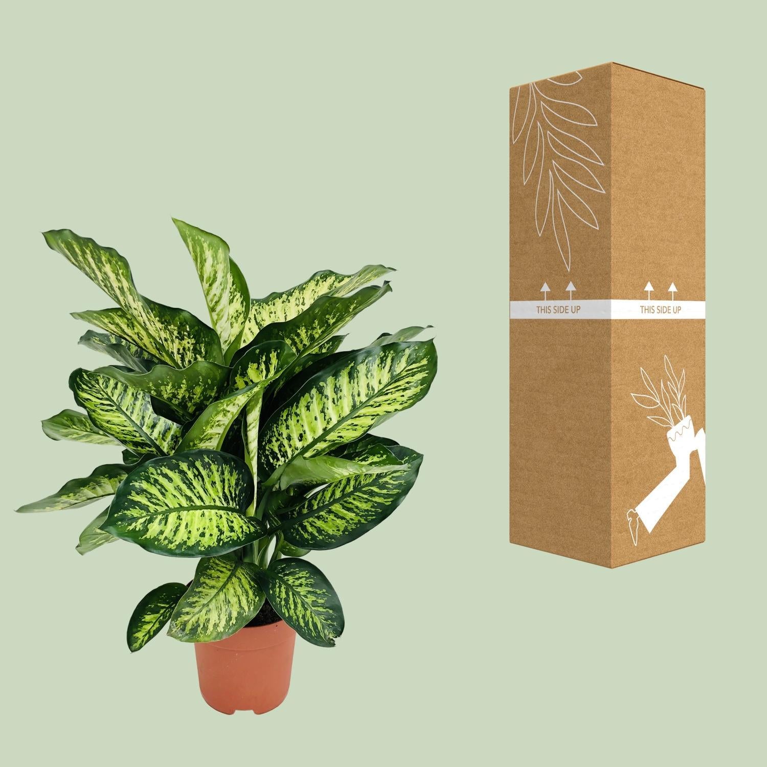 Dieffenbachia Camilla - Ø21cm - ↕75cm