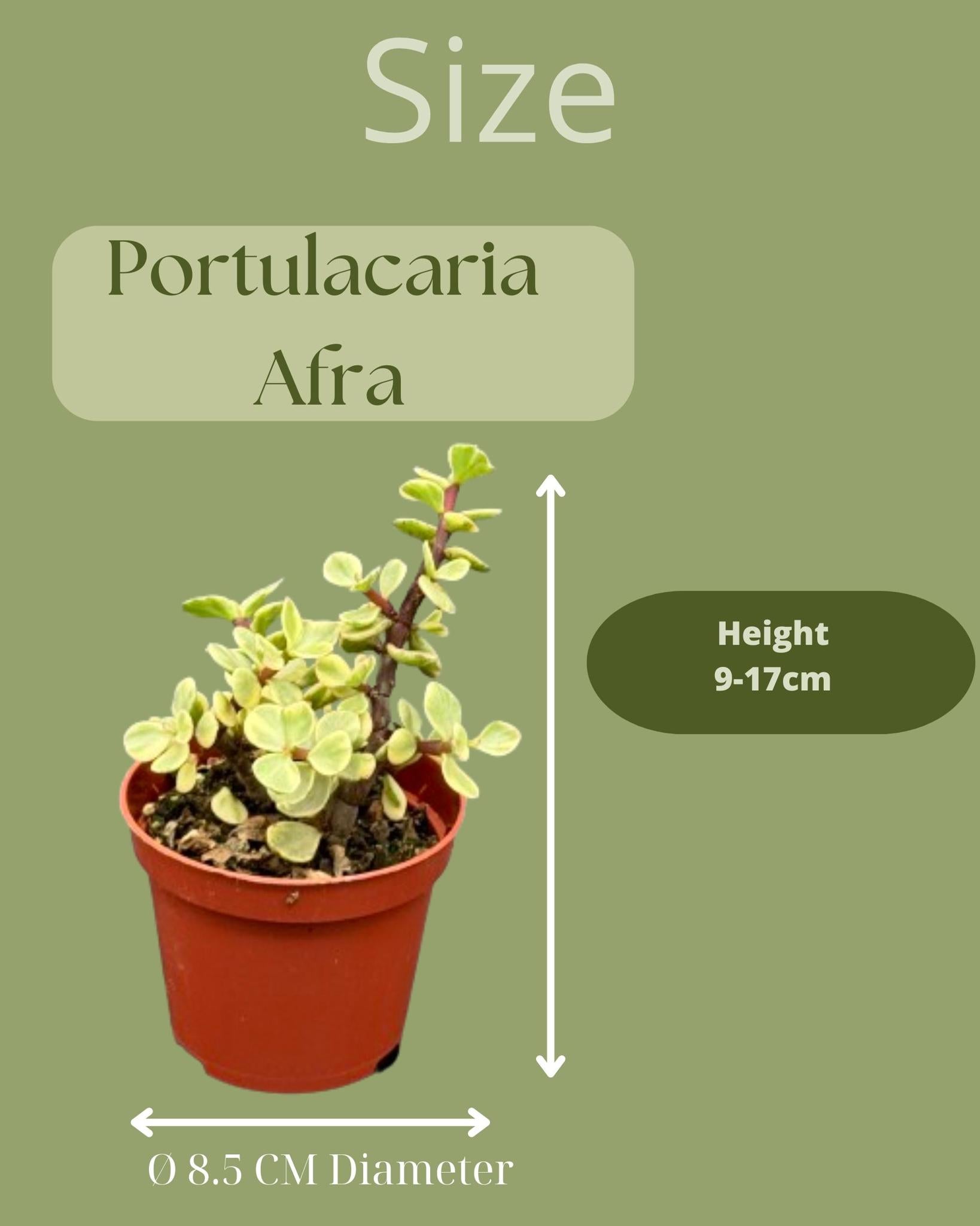 Succulenten- Portulacaria Afra- 8.5cm Ø- ↕️10-20cm- 3 stück