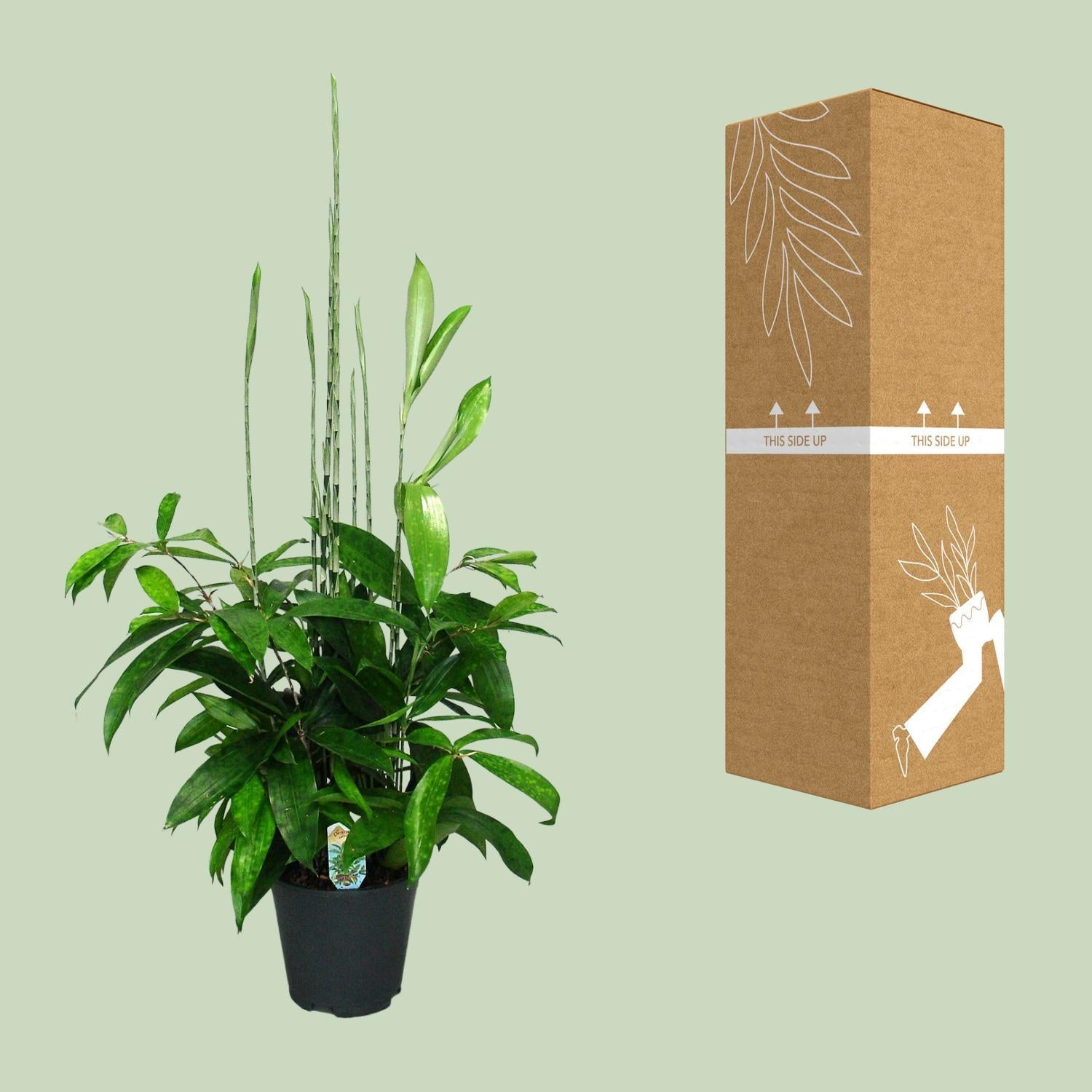 Japanischer Bambus - Dracaena Surculosa - Ø17cm - ↕60cm