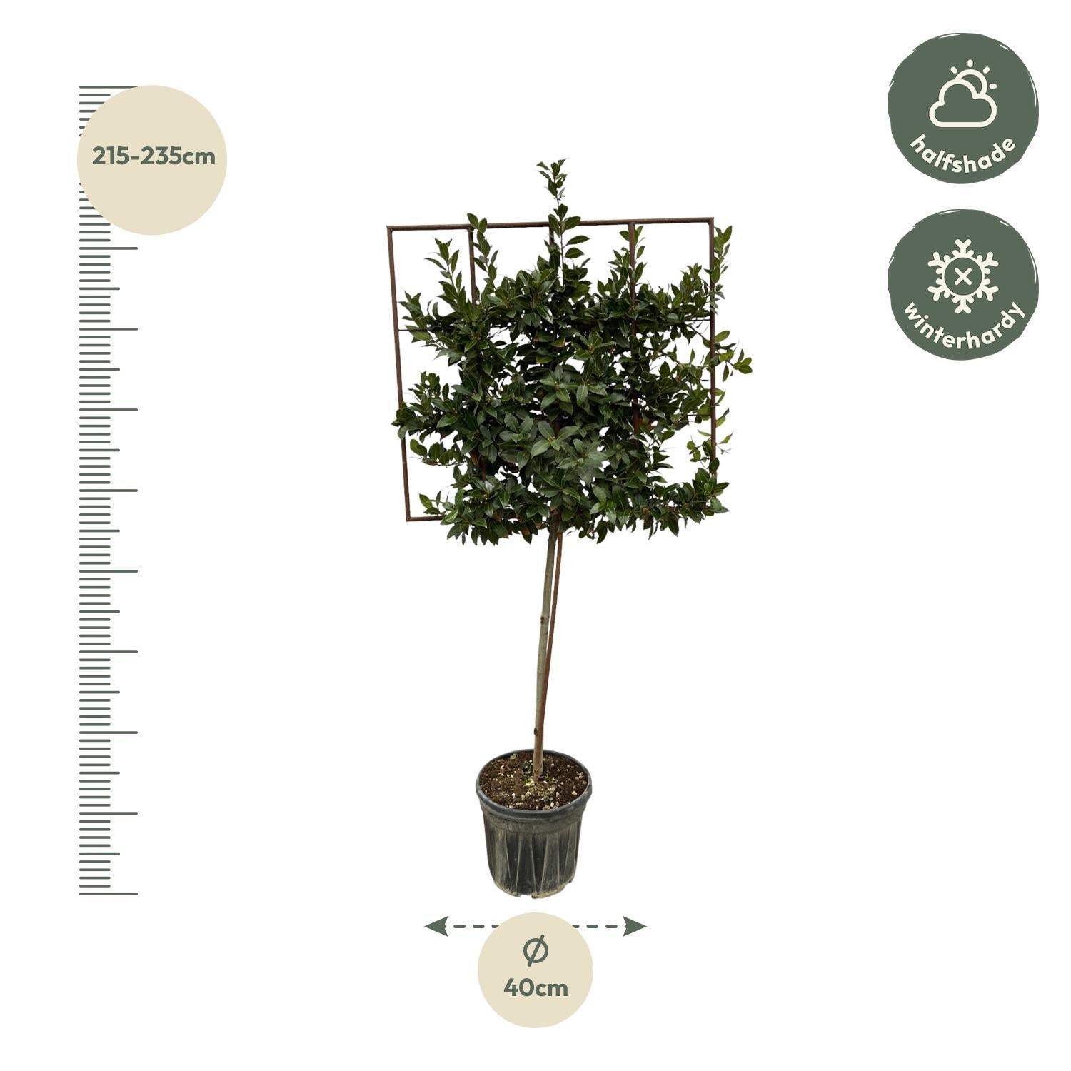 Lorbeerstrauch - Laurus Nobilis Baum auf Gestell – 225 cm – Ø40 cm