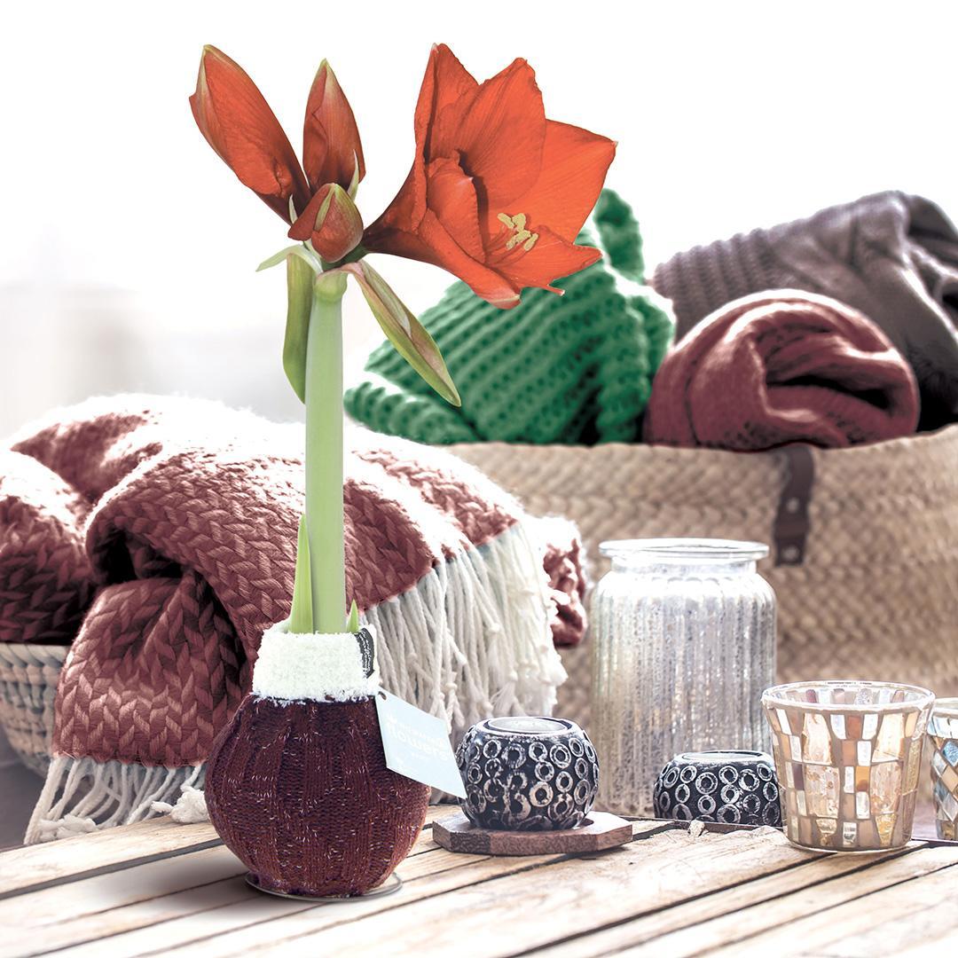 No Water Flowers® (wax amaryllis) | Fashionz Cozy Wooly - Bordeaux + Red flower