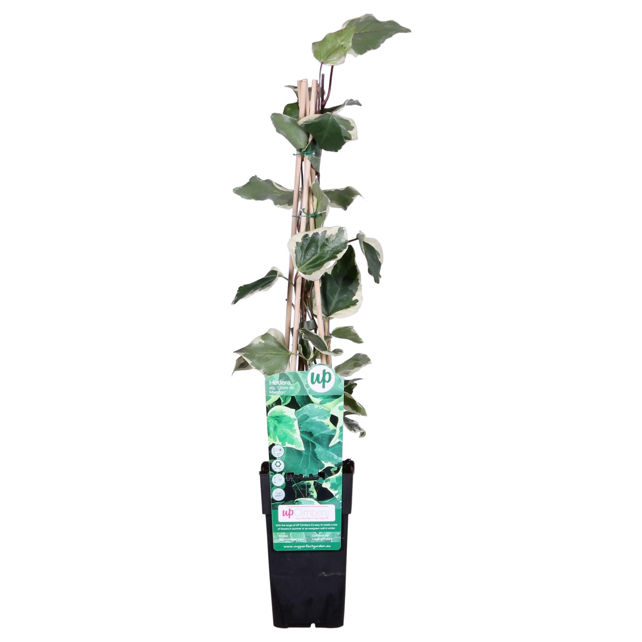 Efeu - Algerischer Efeu Gloire de Maren- Hedera algeriensis 'Gloire de Maren'  ↨65cm - Ø15