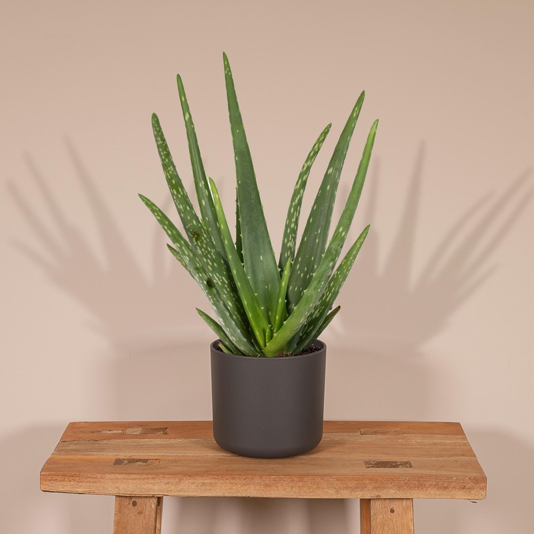 Aloe vera - Ø12 - ↨40cm