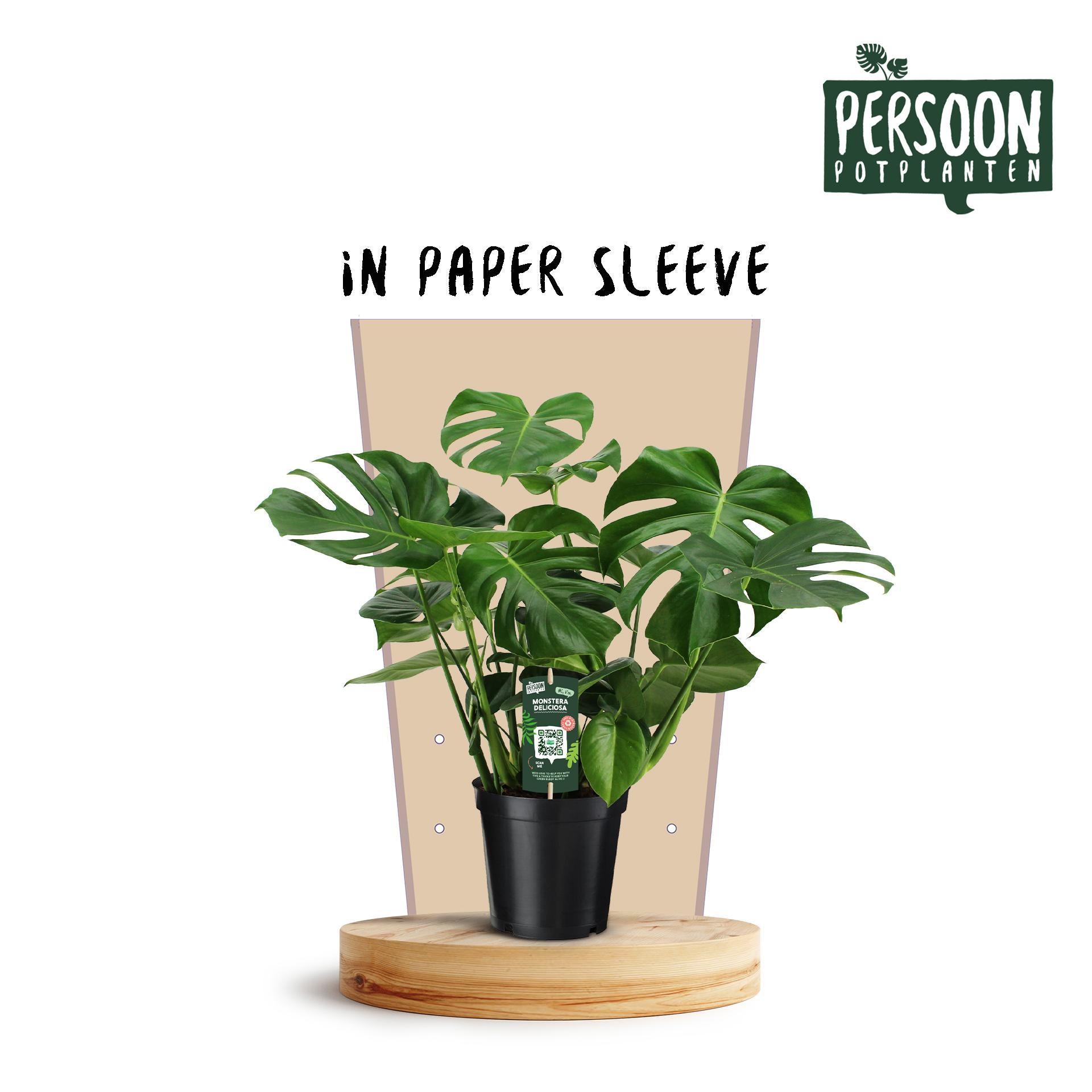 Schweizer Käsepflanze Monstera Deliciosa - Ø21cm - ↕75cm