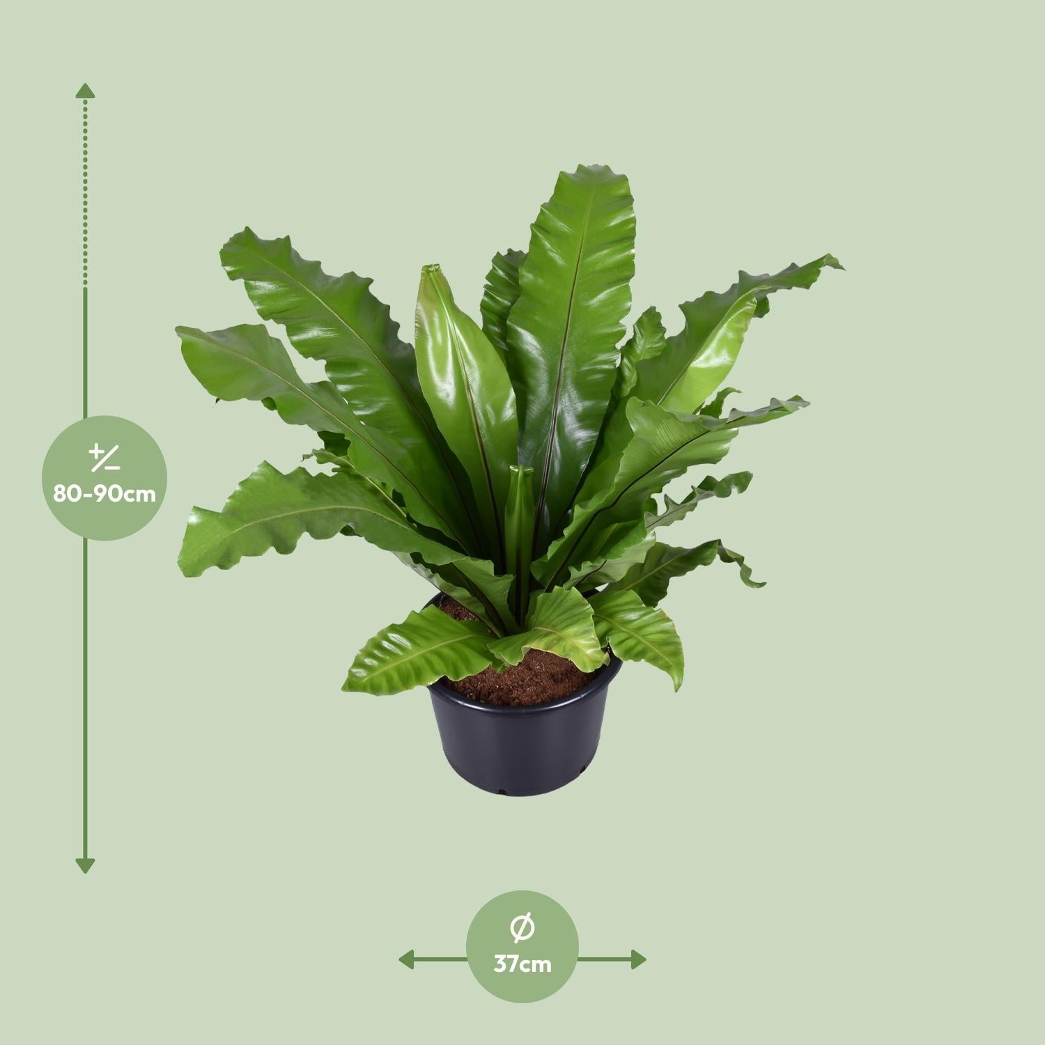 Vogelnestfarn - Asplenium Nidus - Ø37cm - ↕85cm