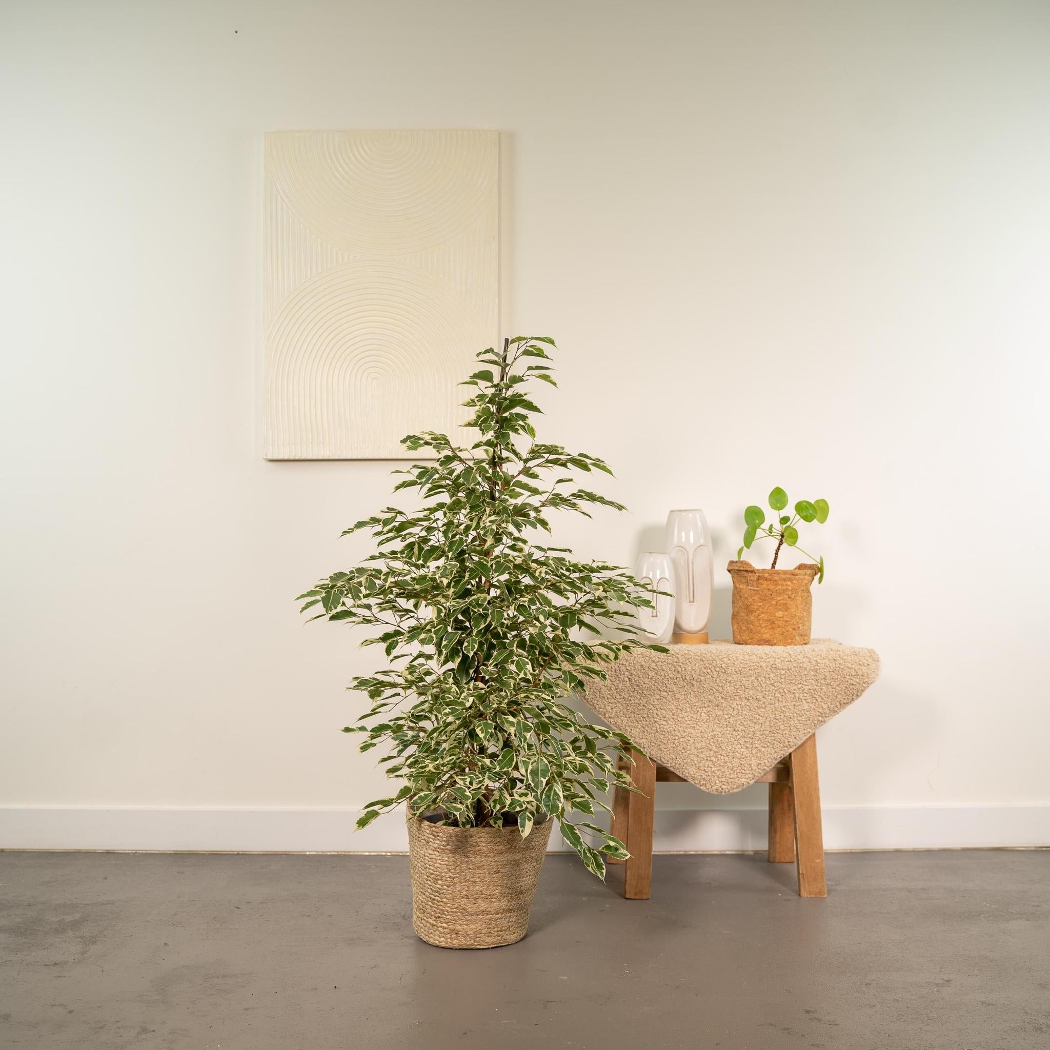 Birkenfeige - Ficus benjamina Twilight - Ø21cm - ↕95cm + Korb Selin