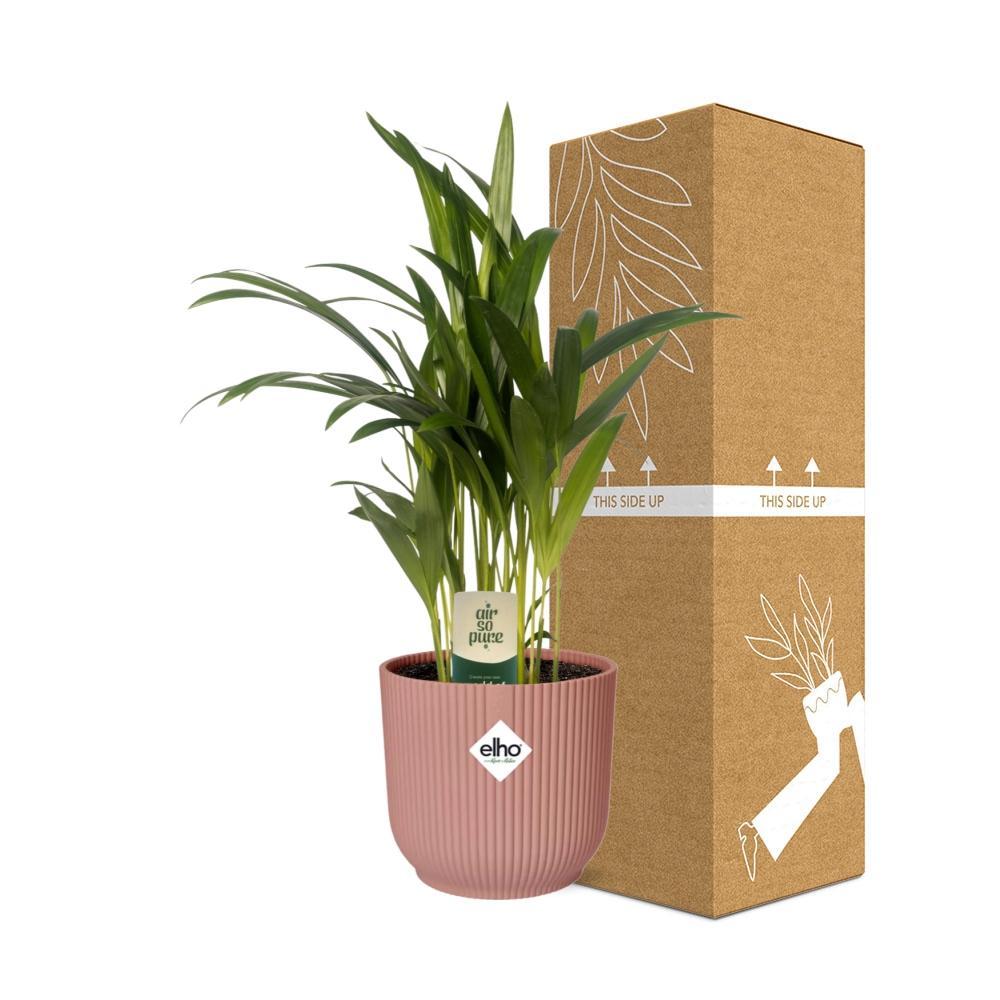 Arecapalme Dypsis Lutescens - 12cm in ELHO Vibes Topf Fold 14cm rosa