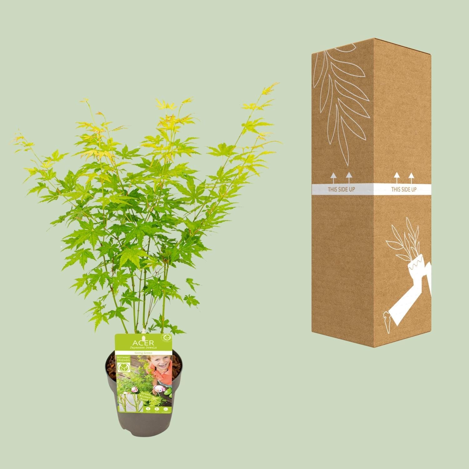 Japanischer Ahorn Acer palmatum Going Green - Ø15 - ↨30cm