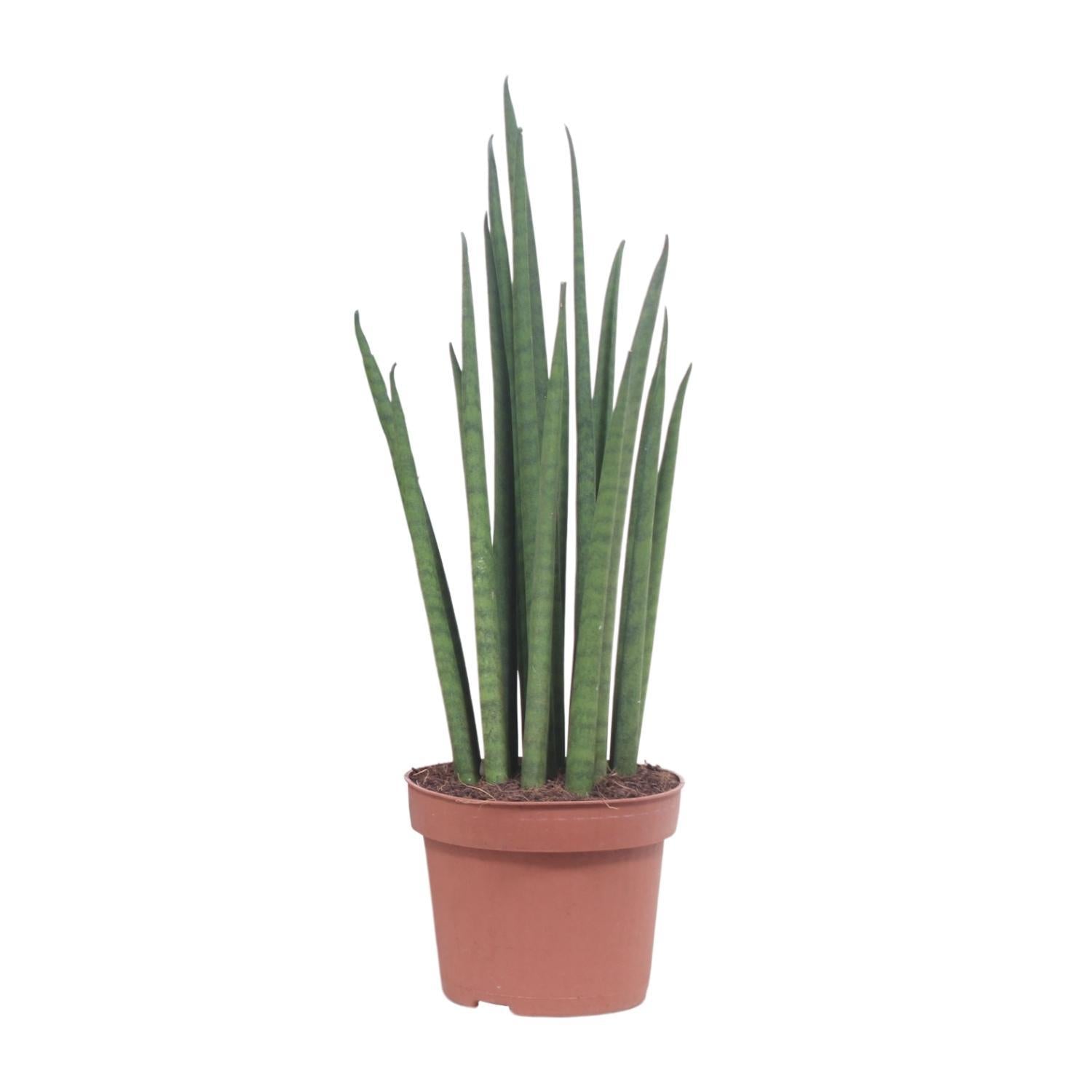 Sansevieria Mikado - Ø12cm - ↕40cm