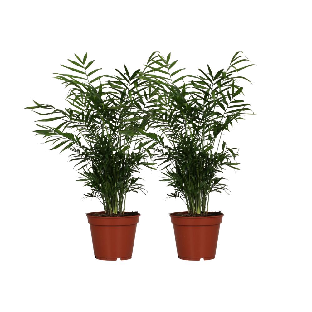 Mexikanische Bergpalme - Chamaedorea Elegans - 2 Stück - Ø17cm - ↕55cm